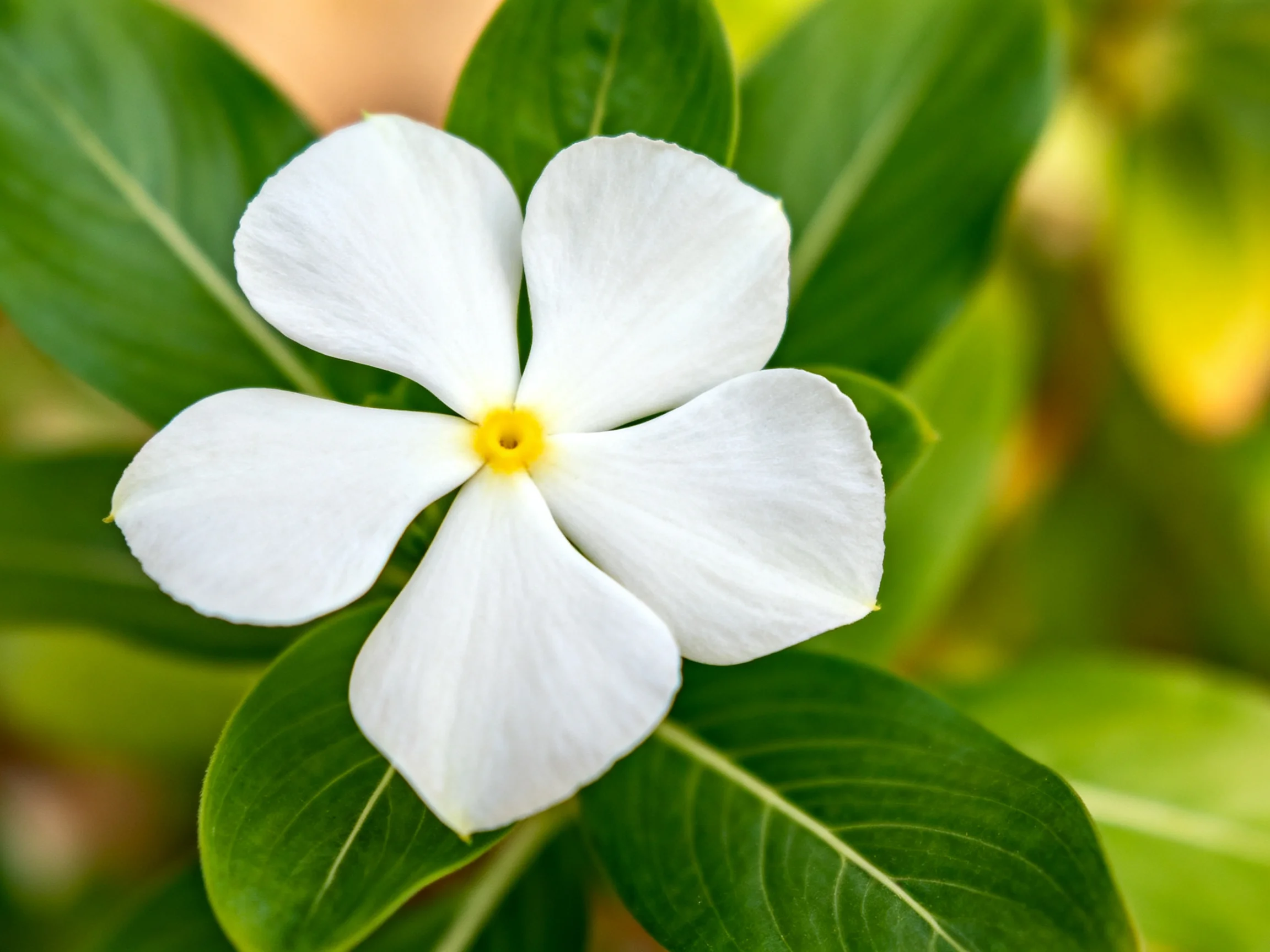 A single white five-petaled flower with vibrant green foliage