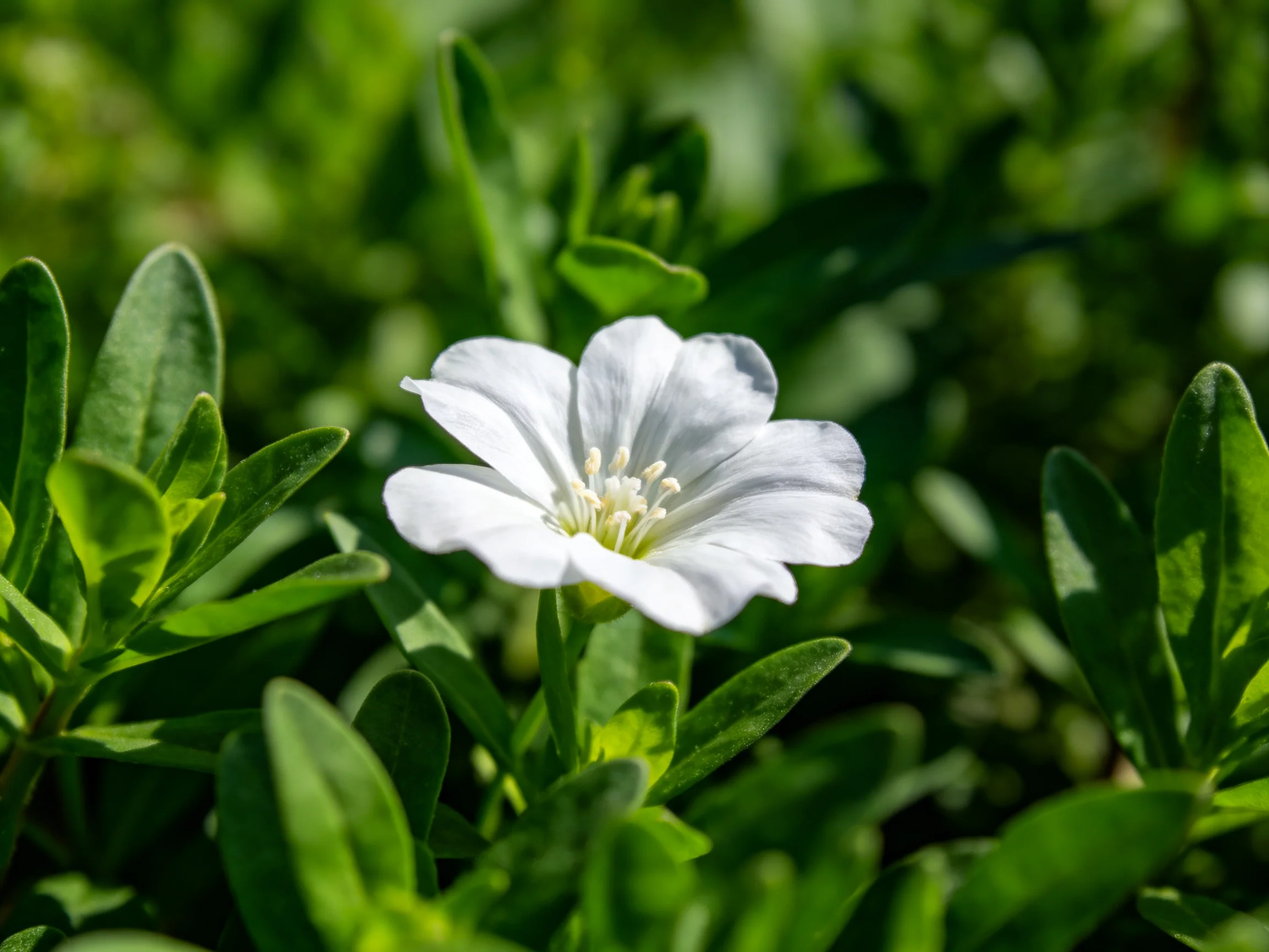 A single white flower blooms amid lush green foliage