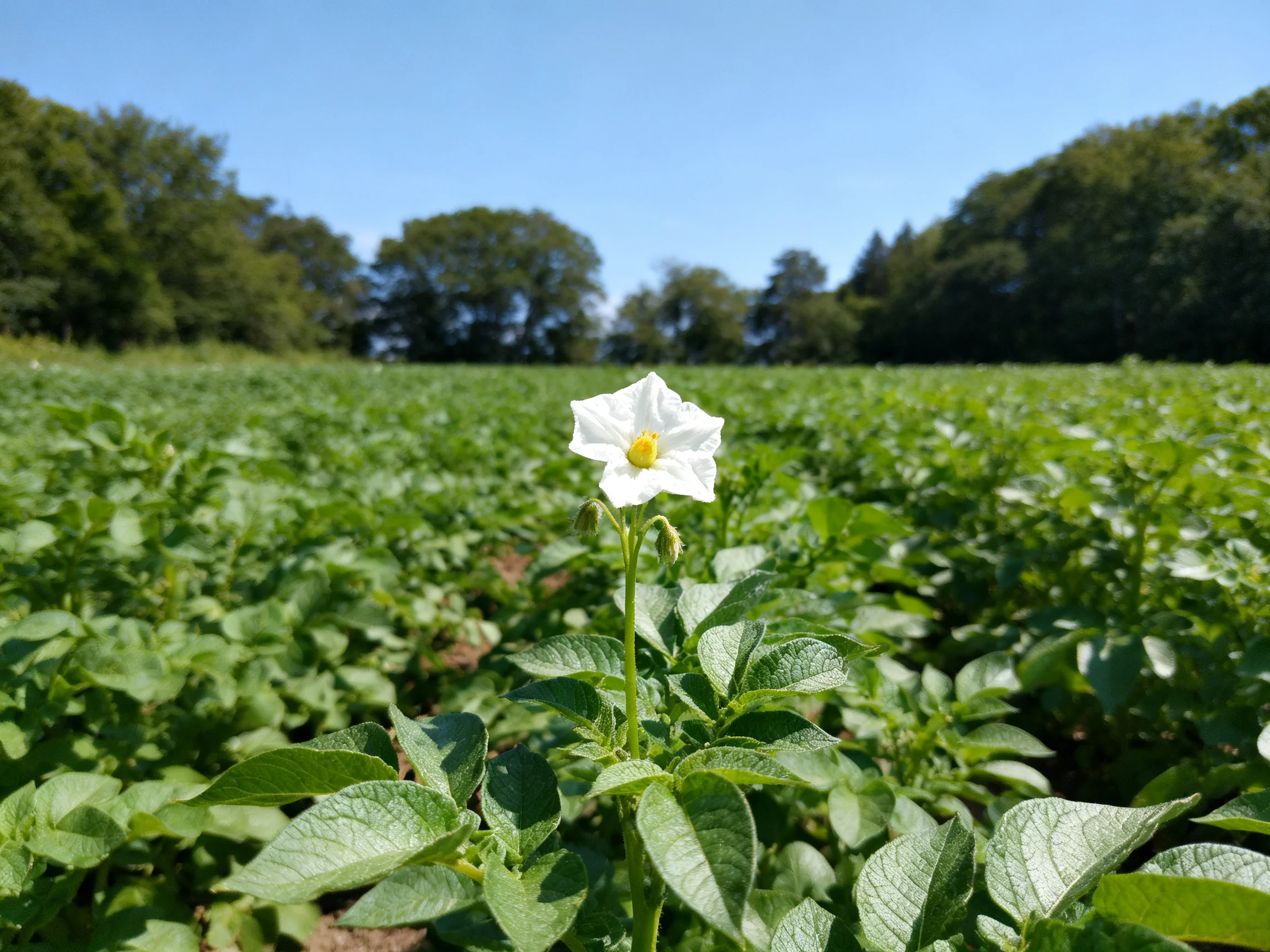 A single white flower blooms amid vast green vegetation with forested backdrop