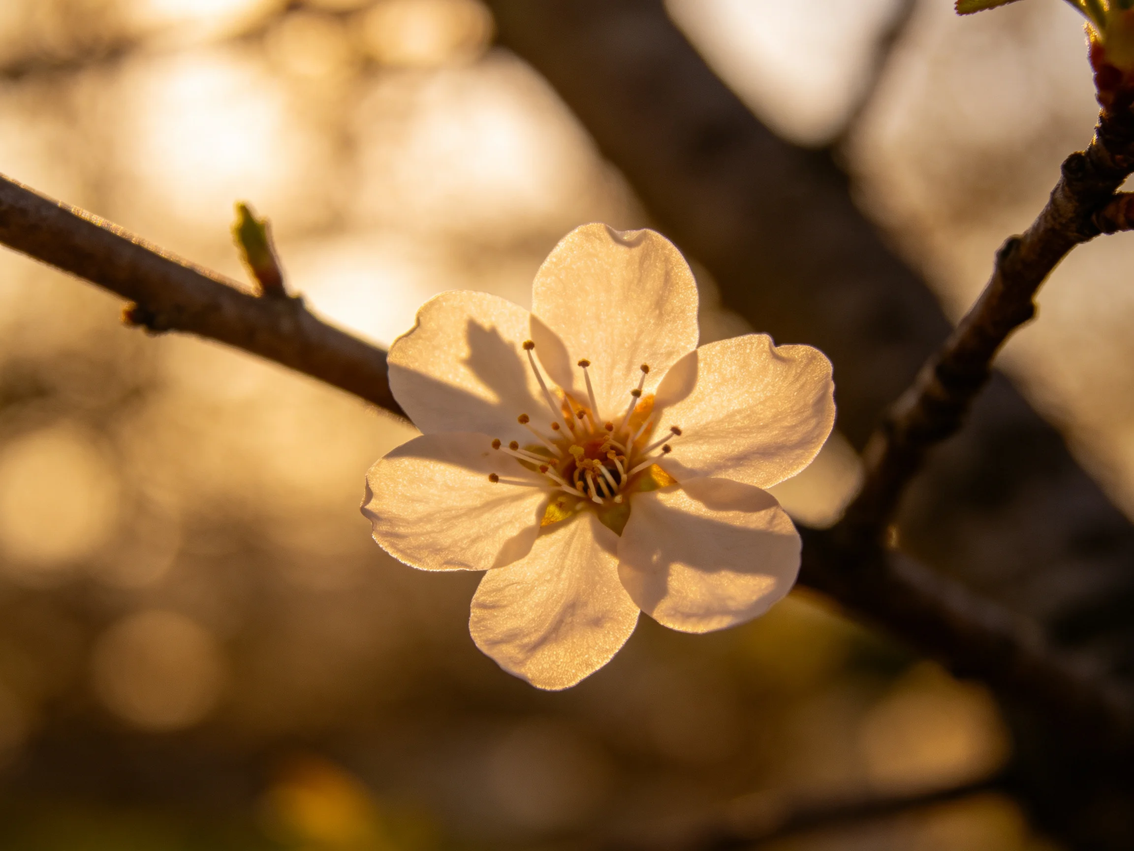 A single white flower blooms on a dark branch with golden backlighting