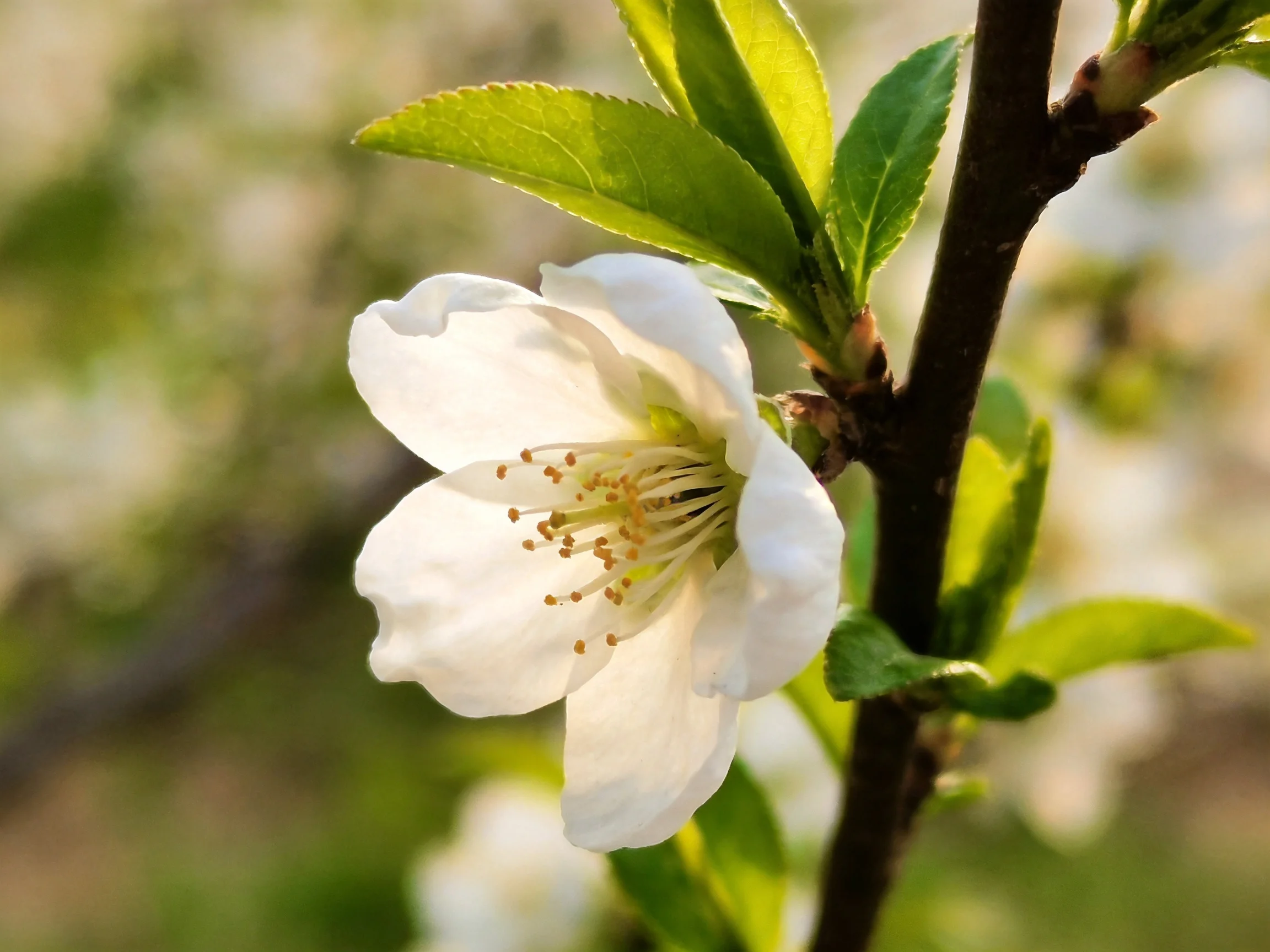 A single white flower blooms on a dark brown branch with vibrant green leaves