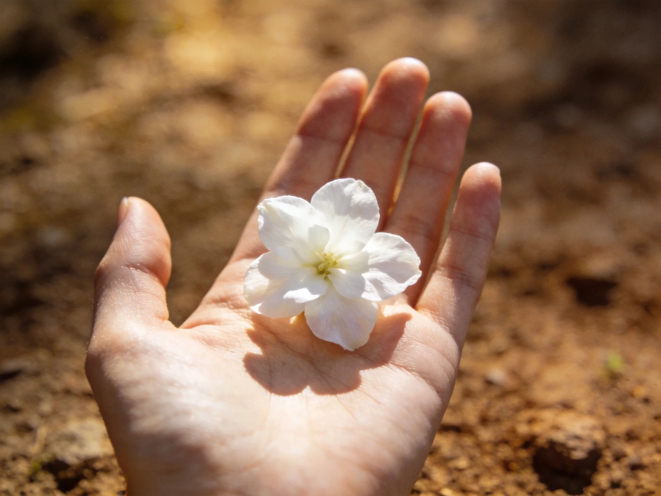 A single white flower rests in an open palm against a sunlit dirt ground