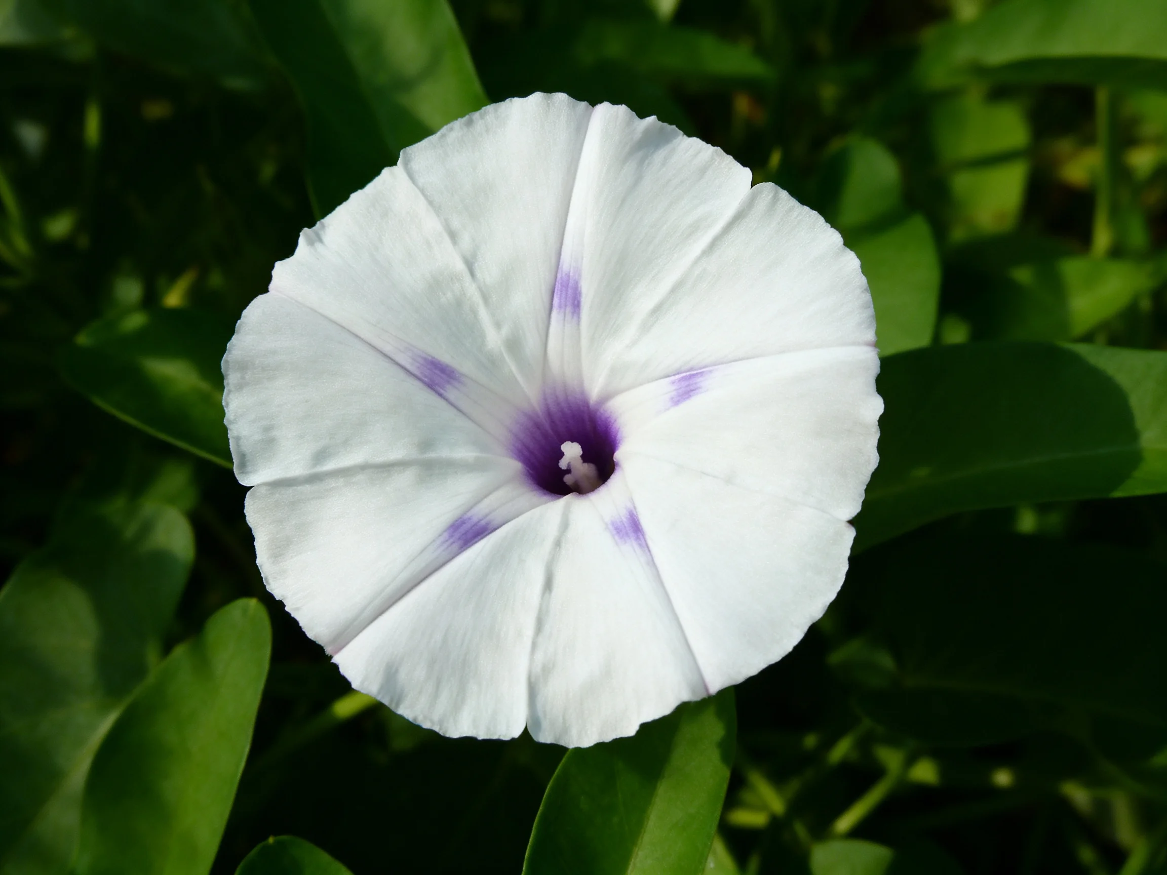A single white flower with purple markings surrounded bygreen foliage