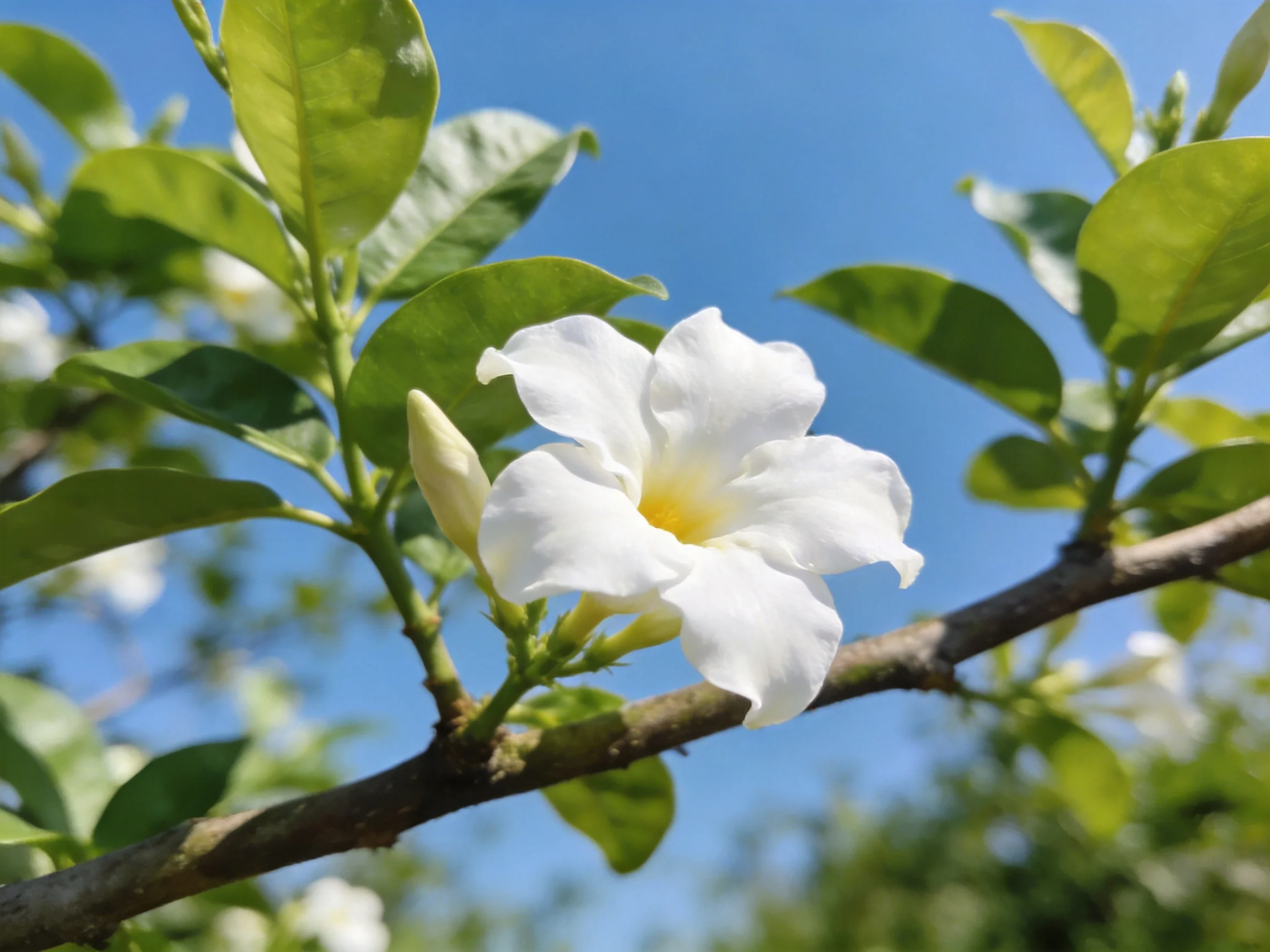 A single white flower with yellow center blooms amid green leaves under clear blue sky