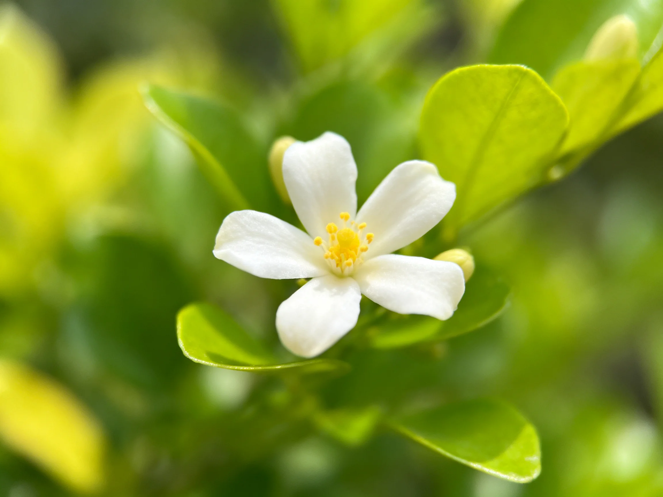 A single white flower with yellow center surrounded by lush green leaves