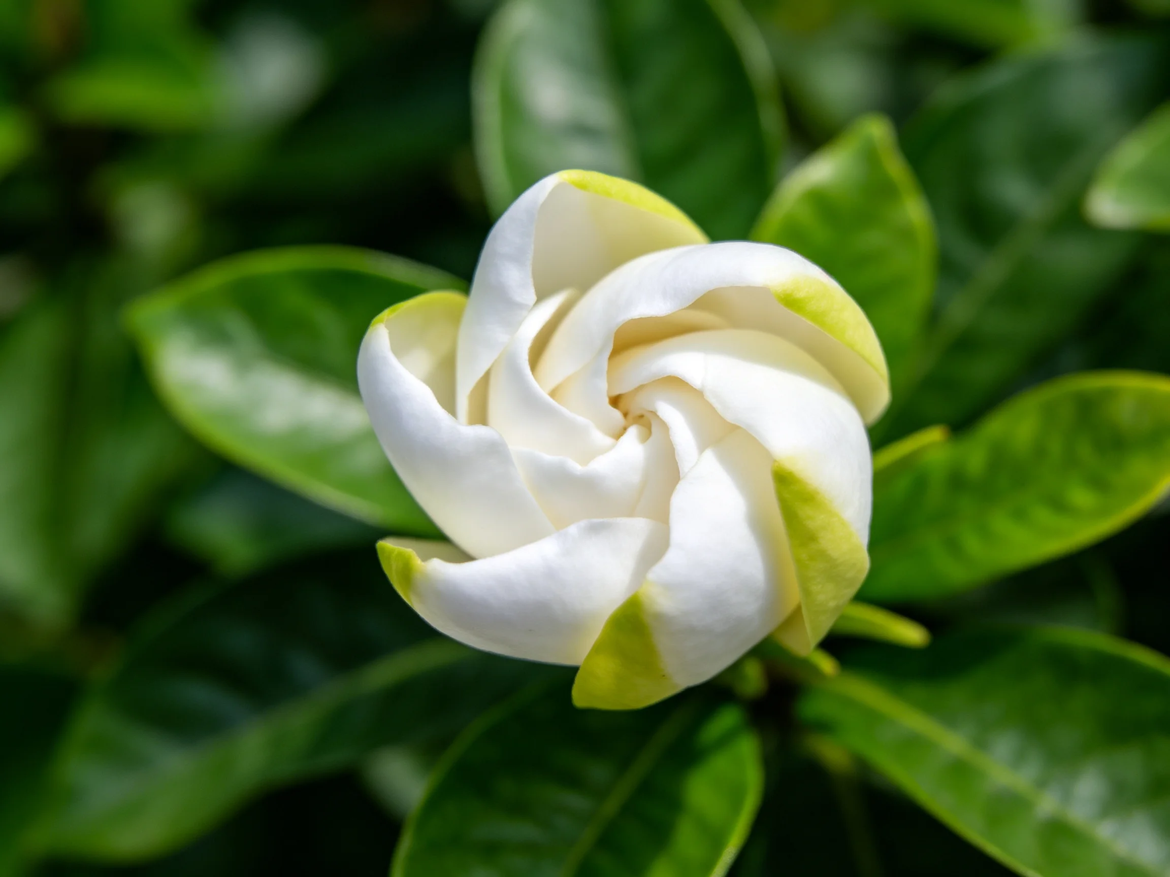 A single white flower with yellow-green petal edges amidst glossy green leaves