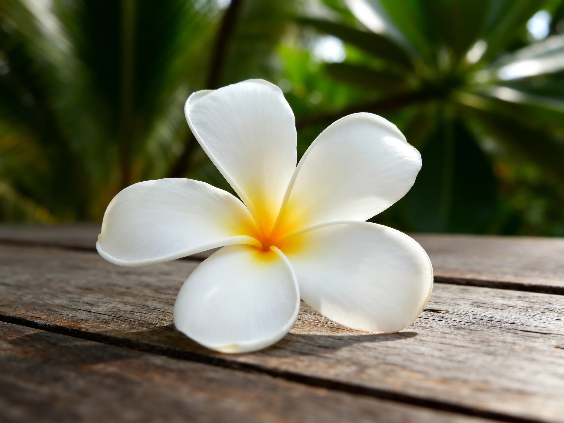 A single white frangipani flower rests on a weathered wooden plank