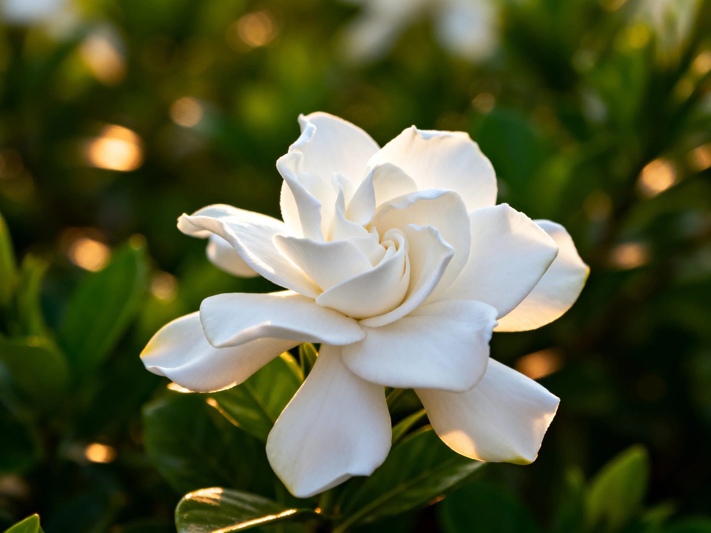 A single white gardenia blooms amid lush green foliage