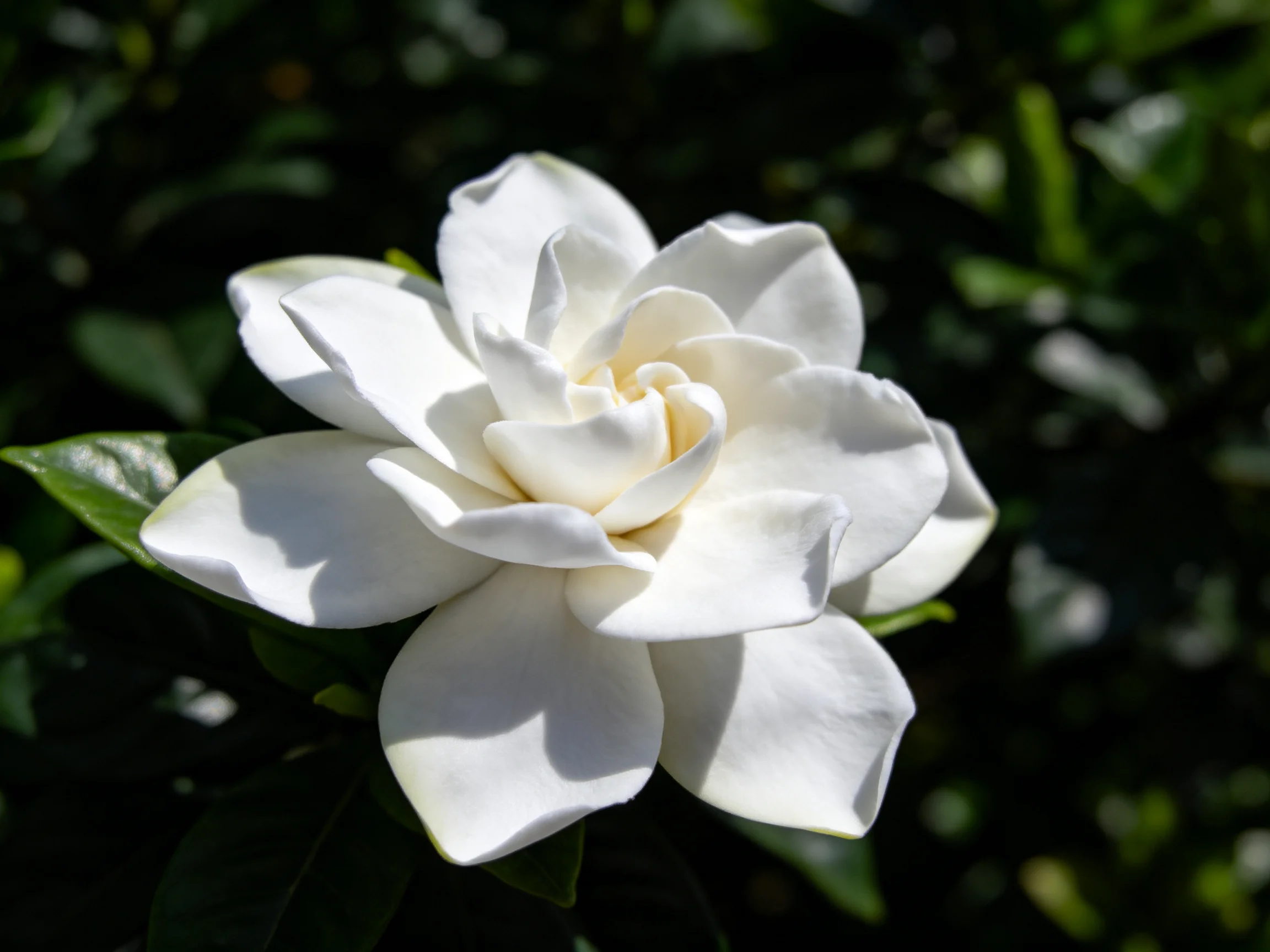A single white gardenia flower surrounded by dark green leaves