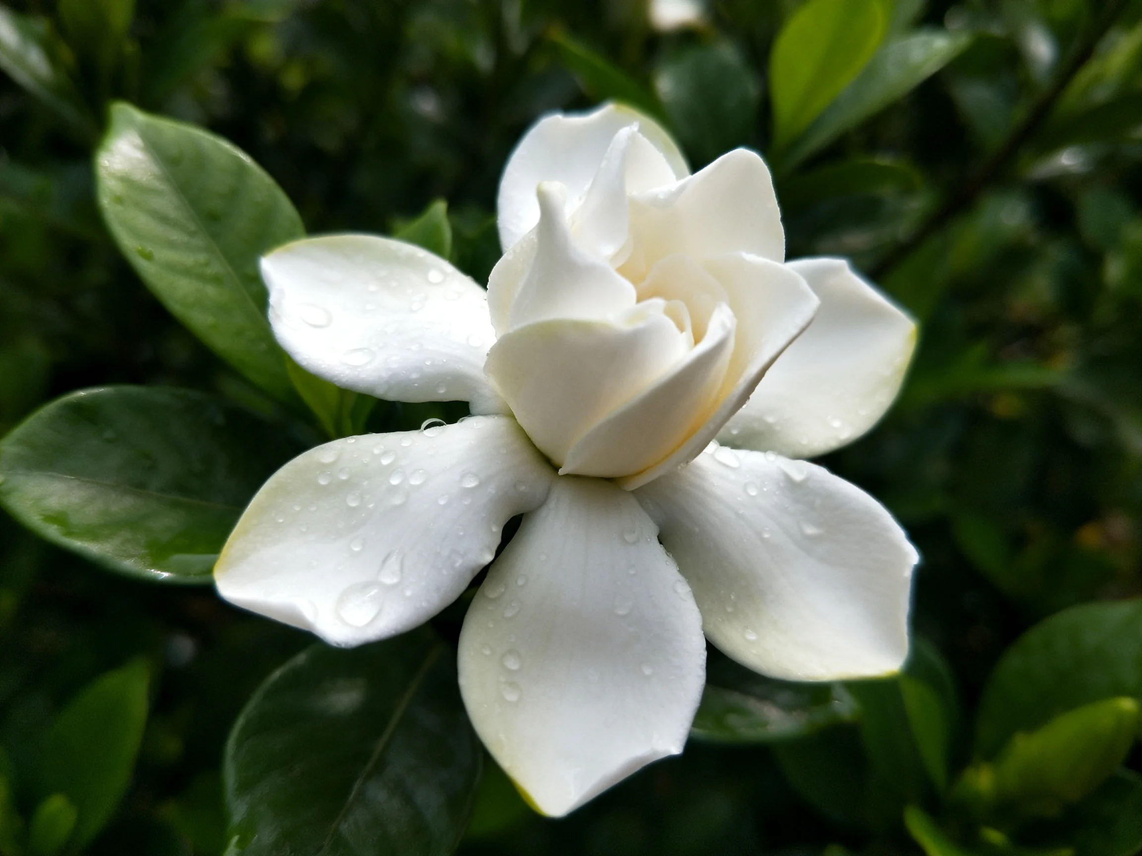 A single white gardenia with dew drops amid lush green leaves