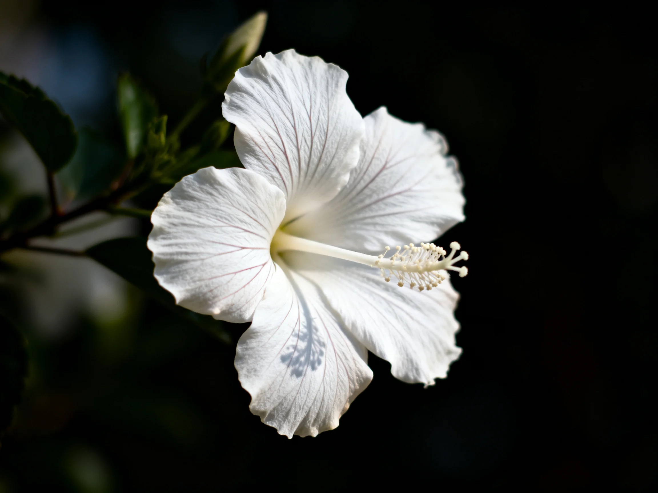 A single white hibiscus flower with delicate veining against a dark backdrop