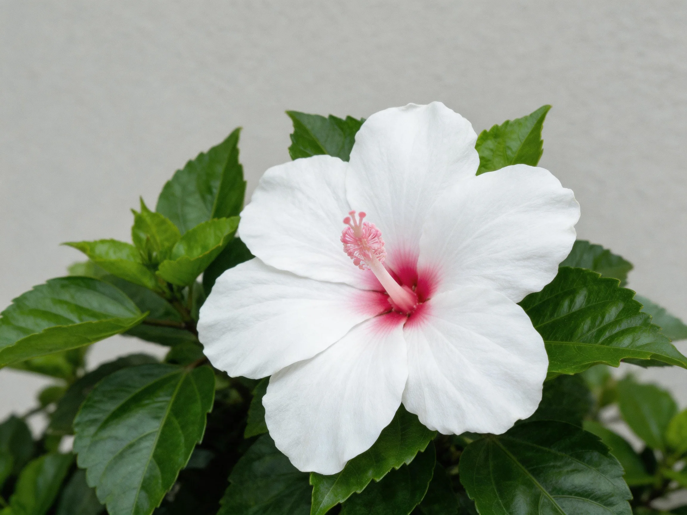 A single white hibiscus flower with pink center and lush green leaves