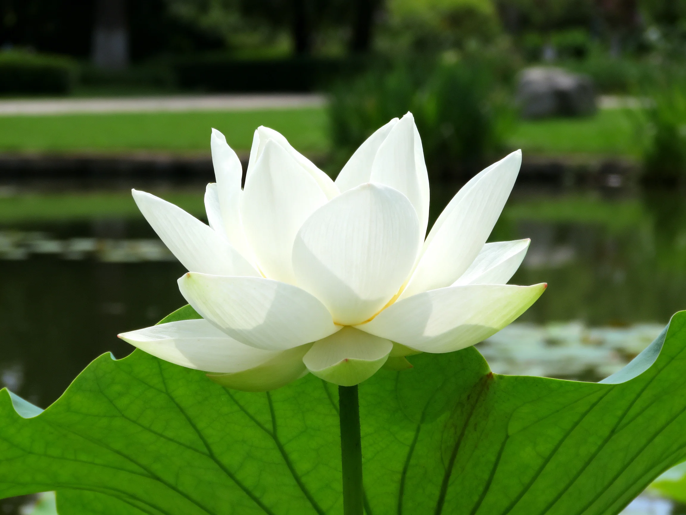 A single white lotus blooms near a tranquil pond