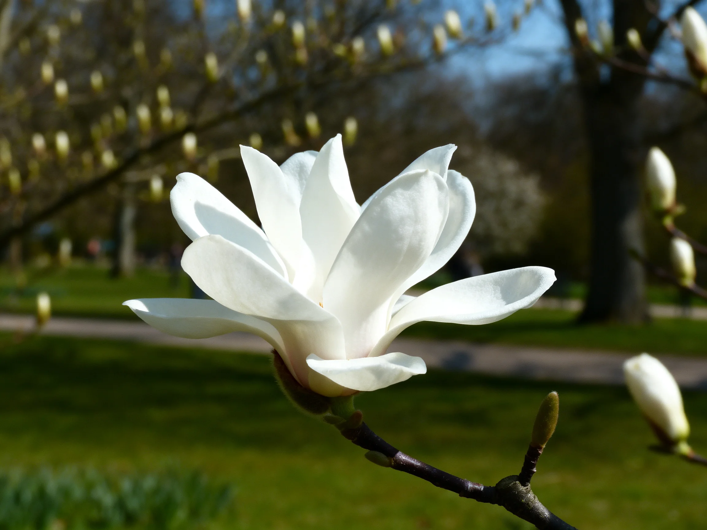 A single white magnolia flower blooms in a sunlit park