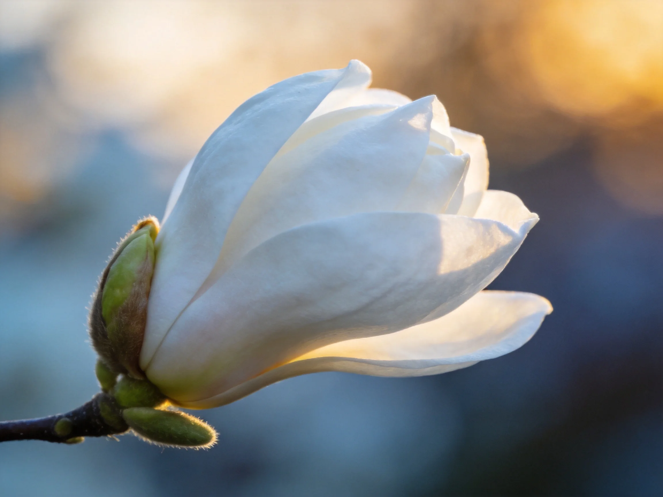 A single white magnolia flower with unopened green buds, bathed in warm light