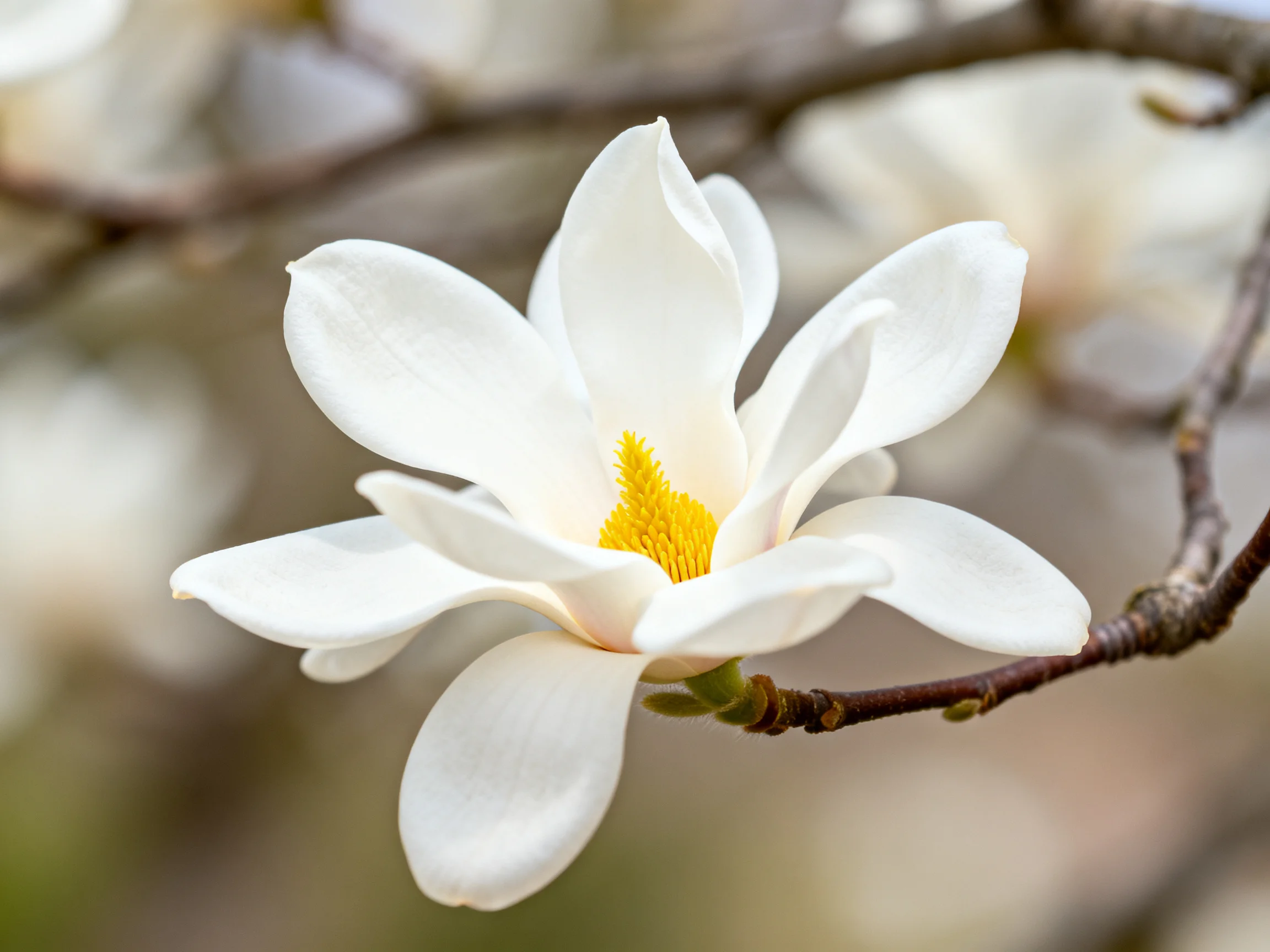 A single white magnolia flower with vibrant yellow center