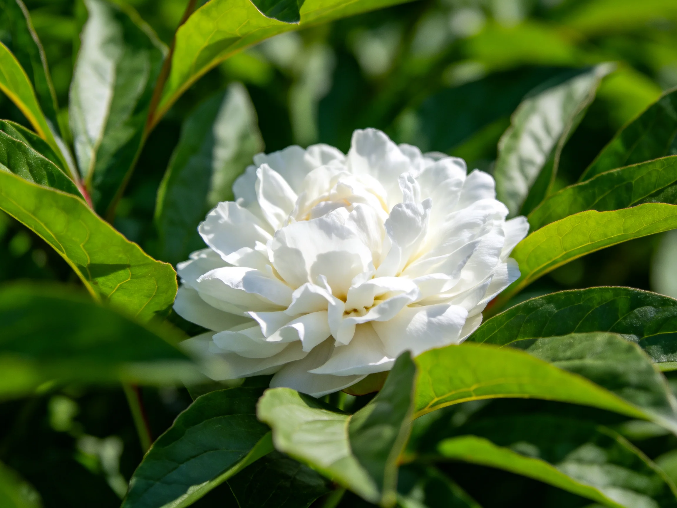 A single white peony blooming among lush green foliage