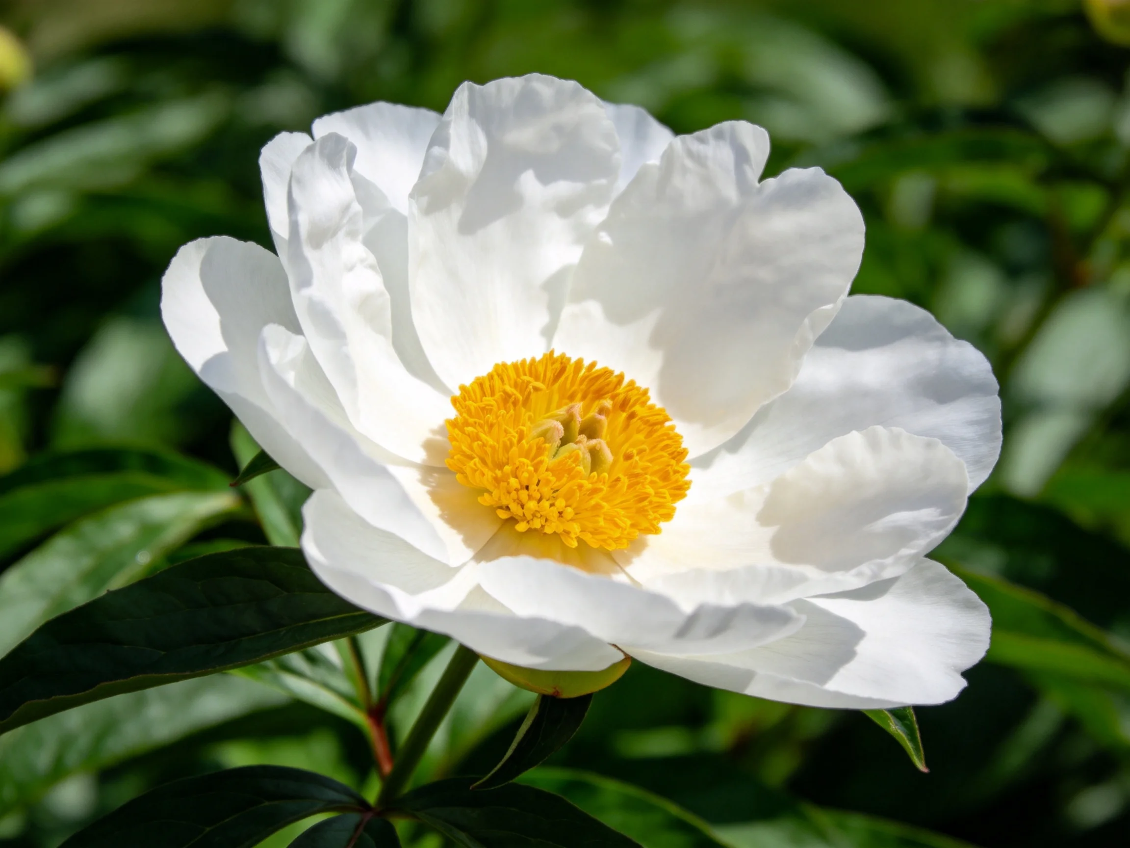 A single white peony featuring a bright yellow center