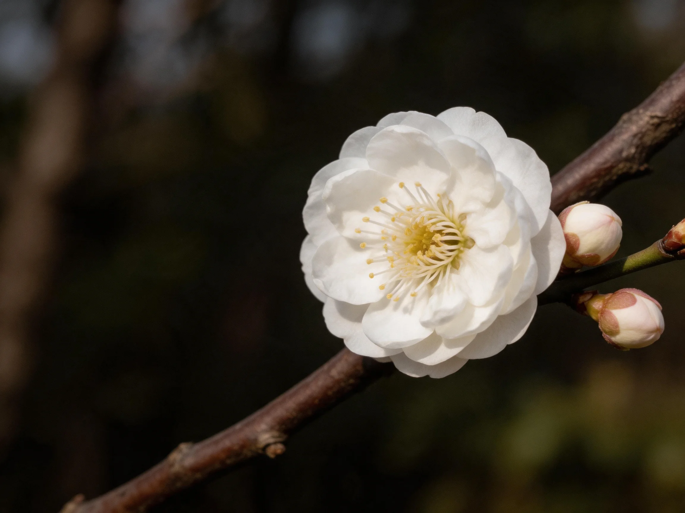 A single white plum blossom with two buds on a brown branch