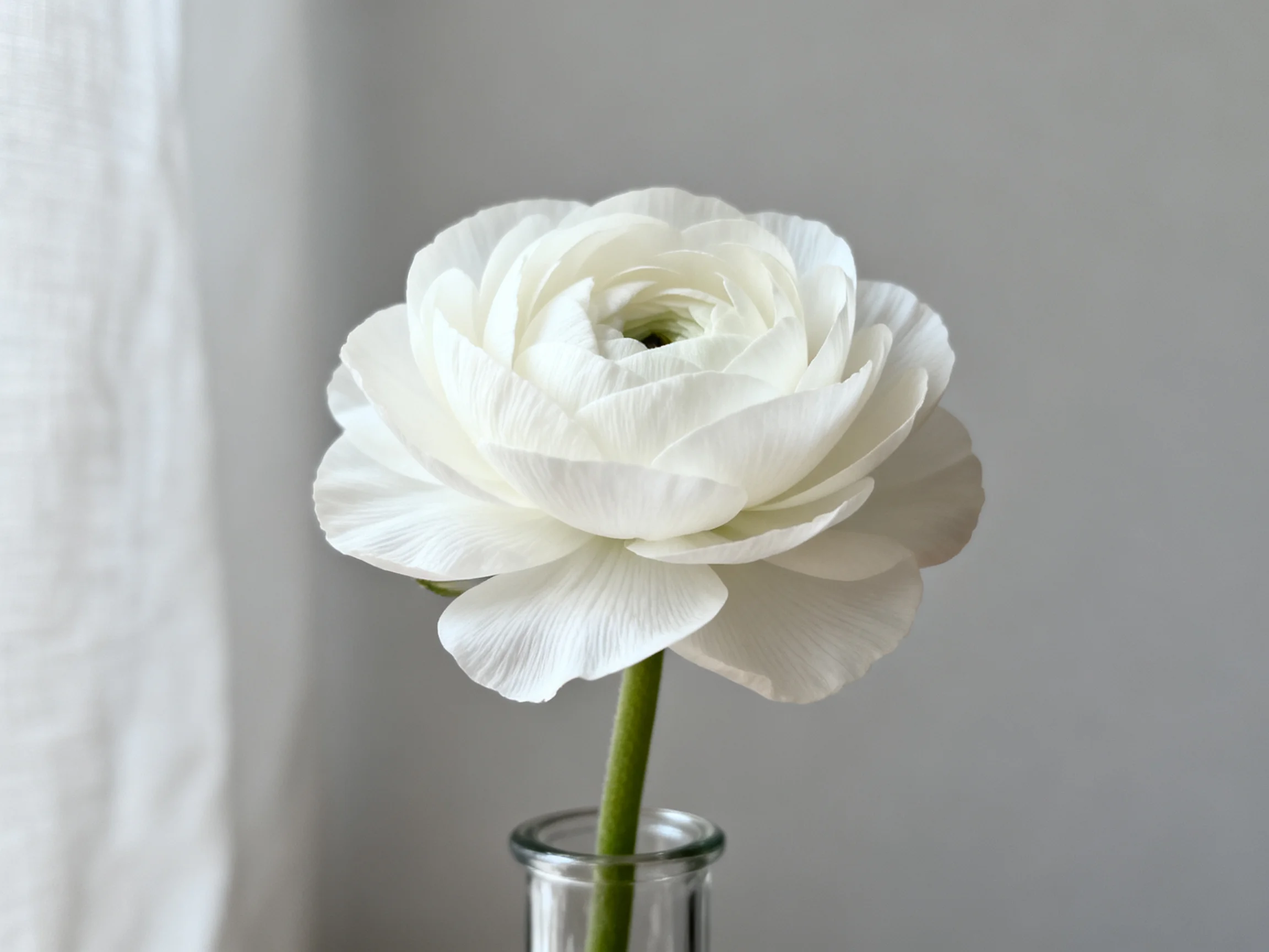 A single white ranunculus flower in a clear glass vase