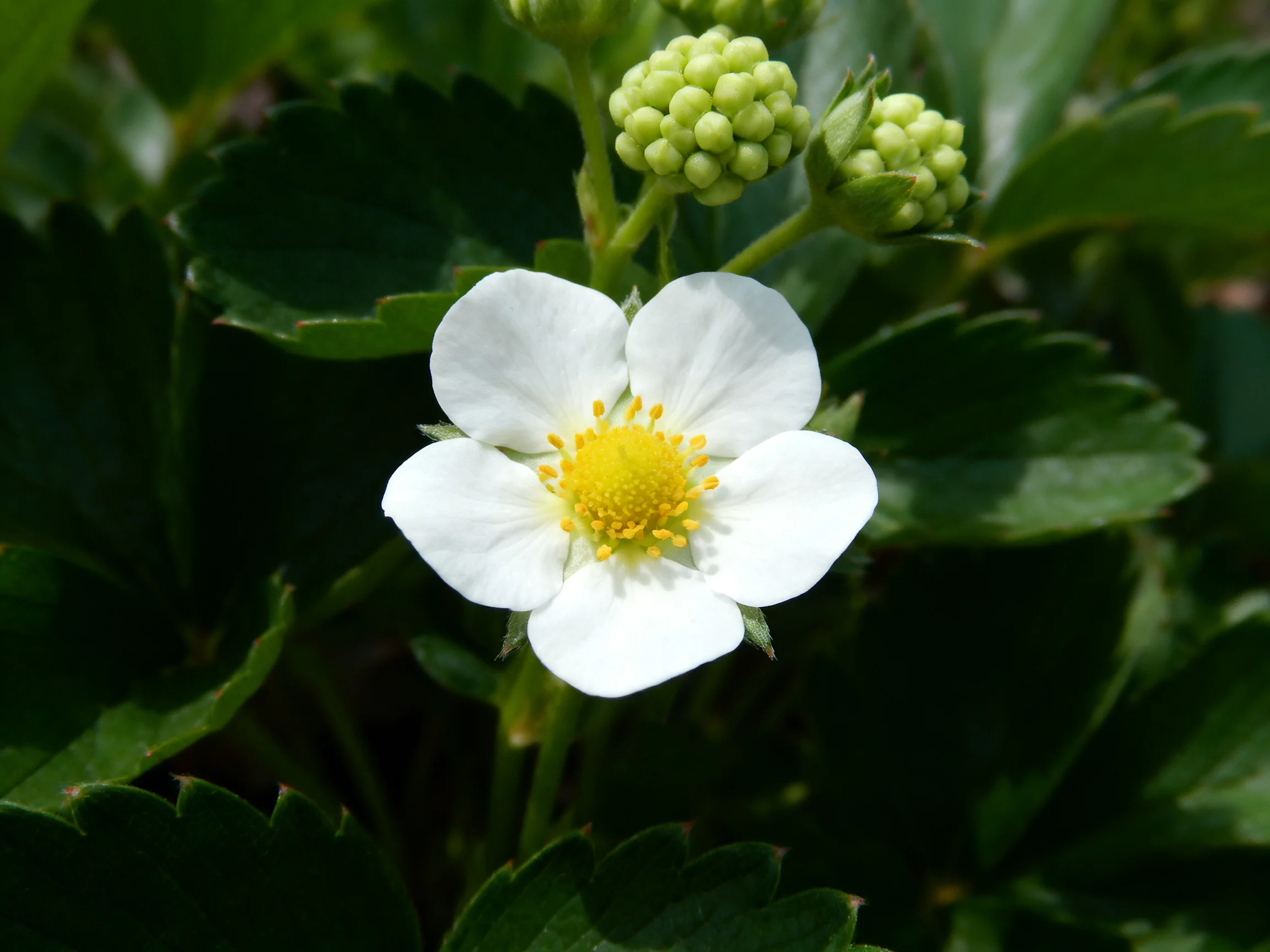 A single white strawberry blossom with green unripe berry clusters