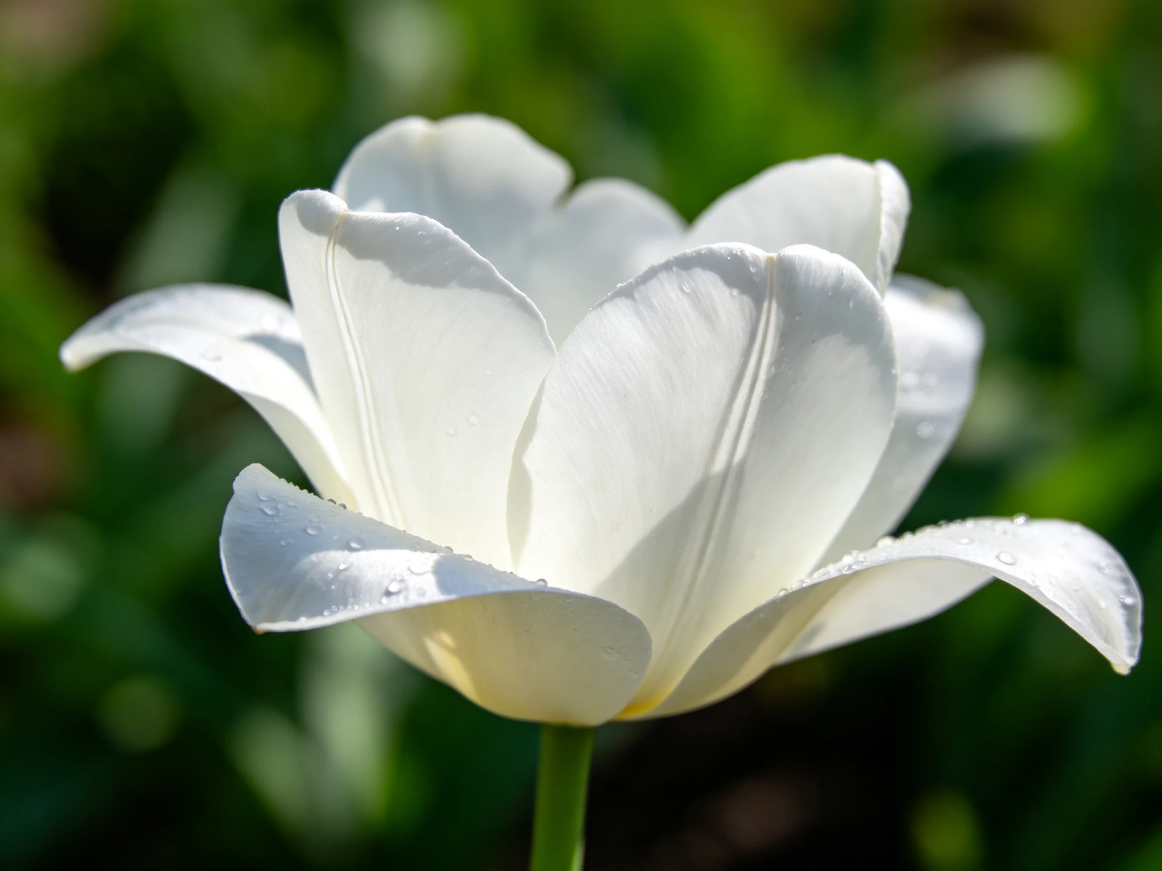 A single white tulip with dew droplets against a blurred green backdrop