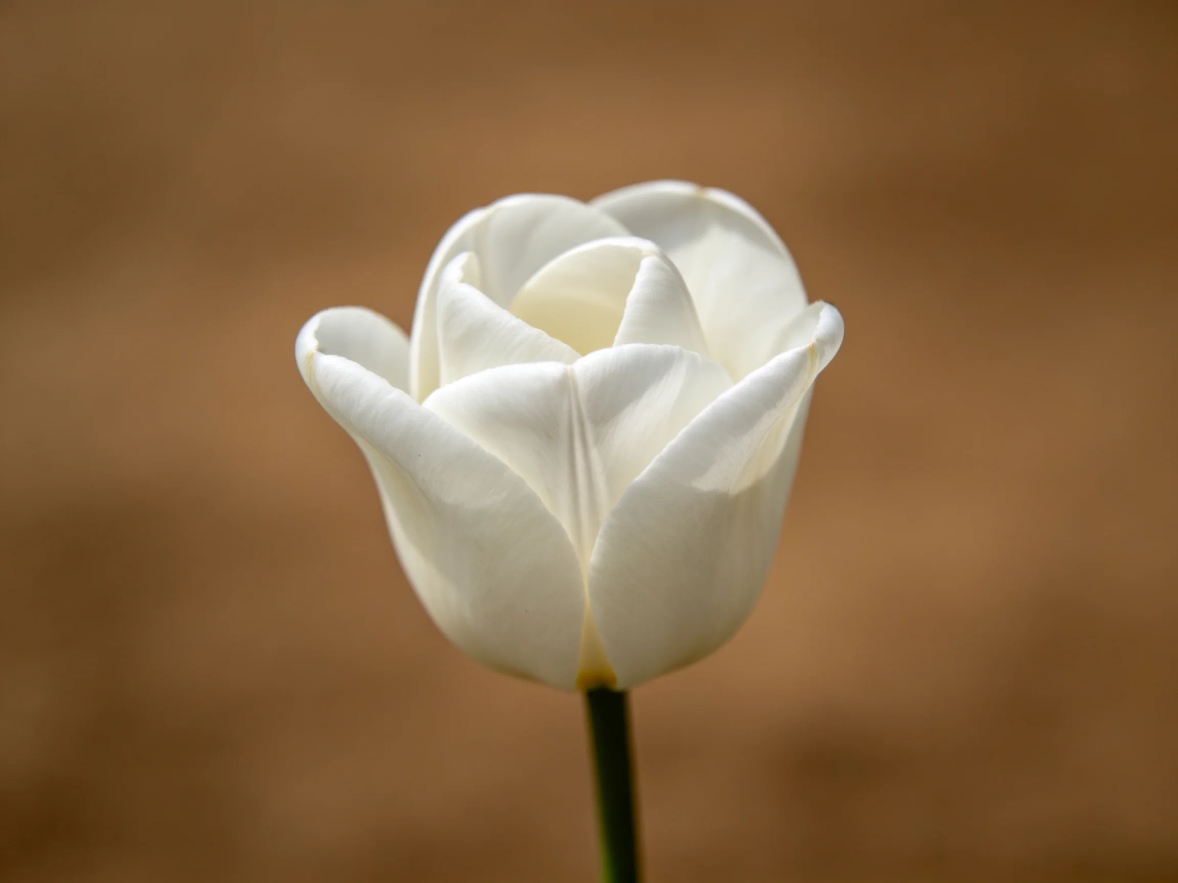 A single white tulip with soft petals on a blurred brown background
