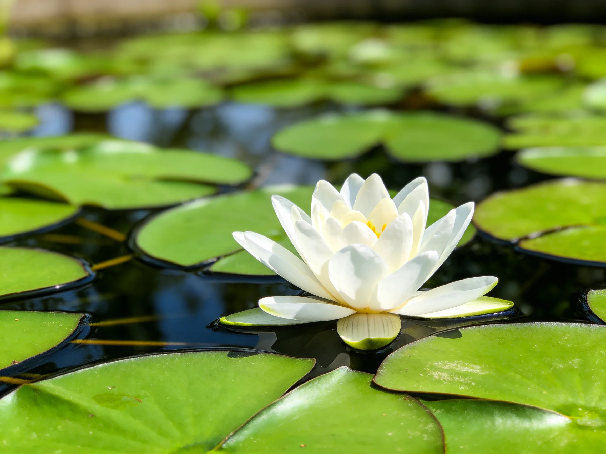 A single white water lily blooms among numerous green lily pads in a calm pond