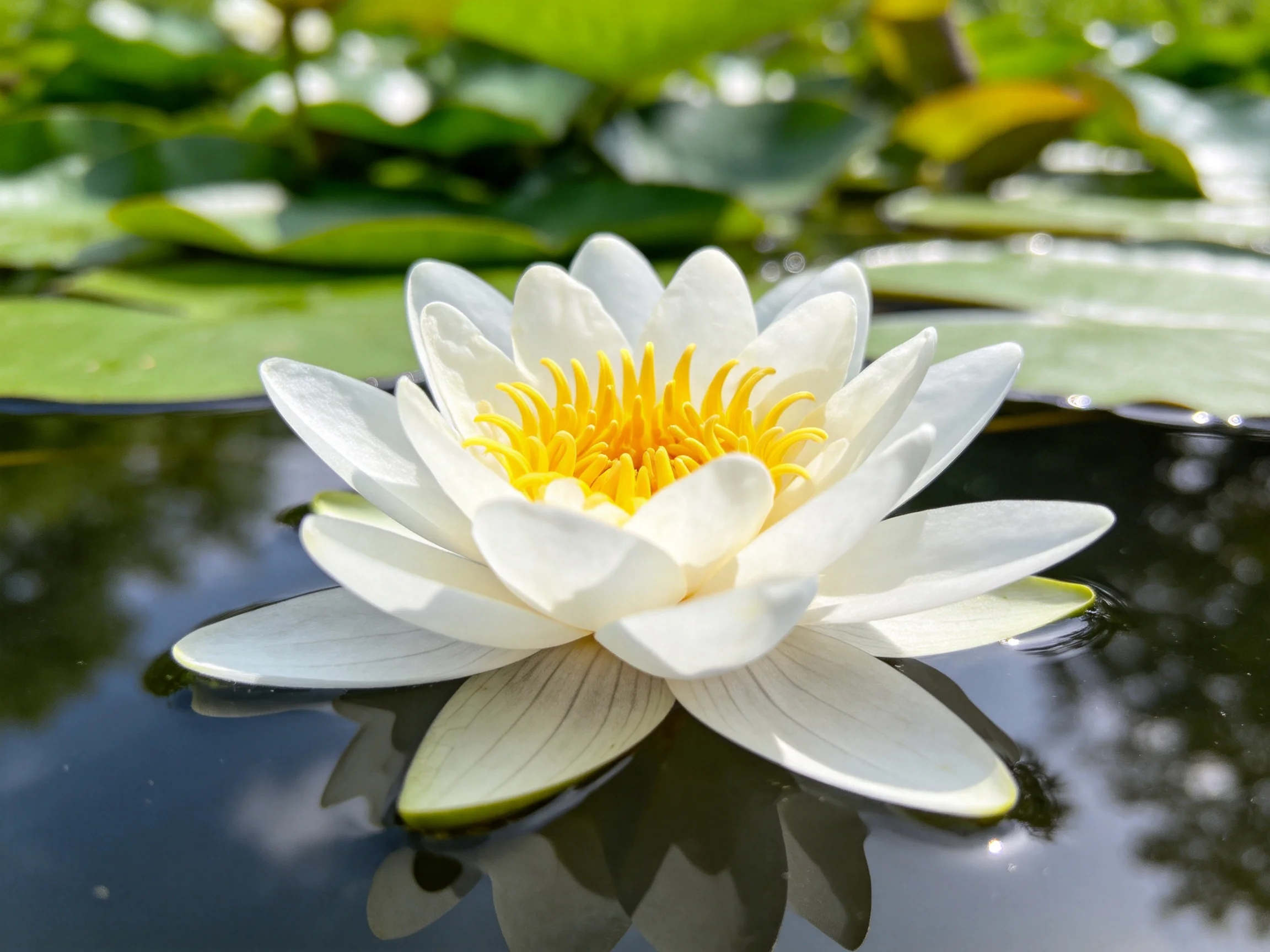 A single white water lily with yellow center floats on water among green lily pads