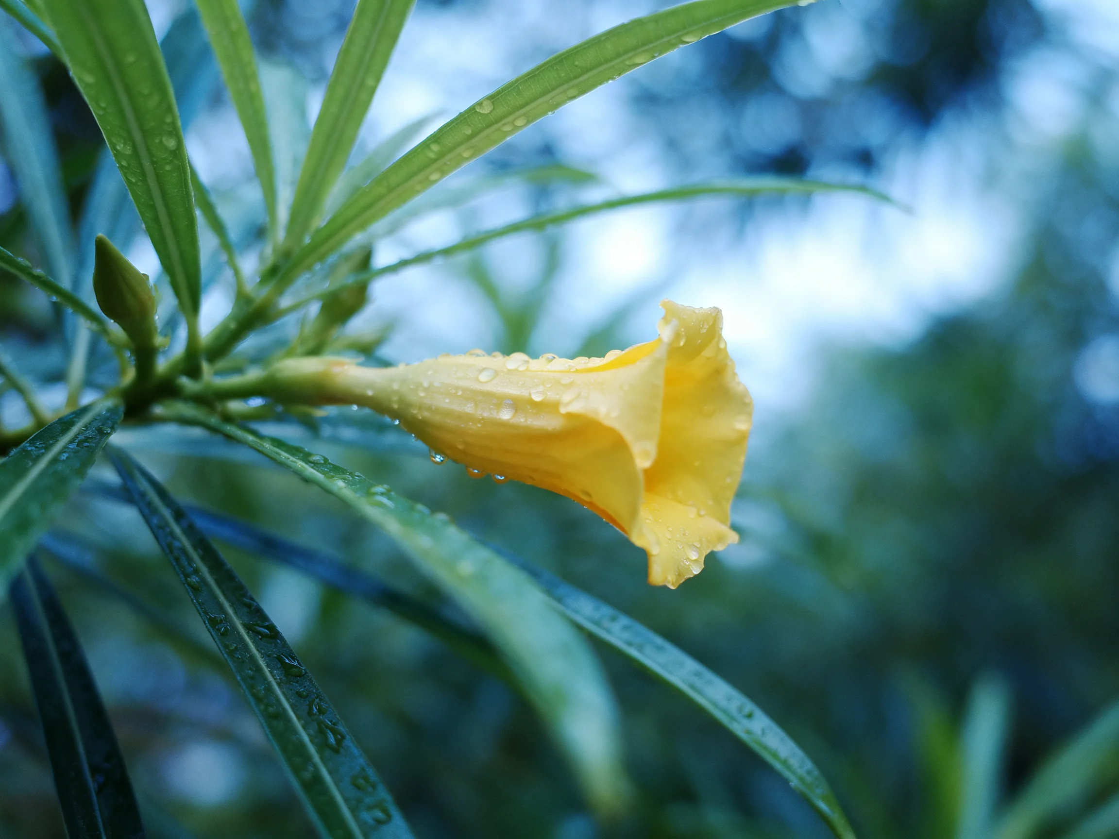 A single yellow flower with dew drops among long green leaves