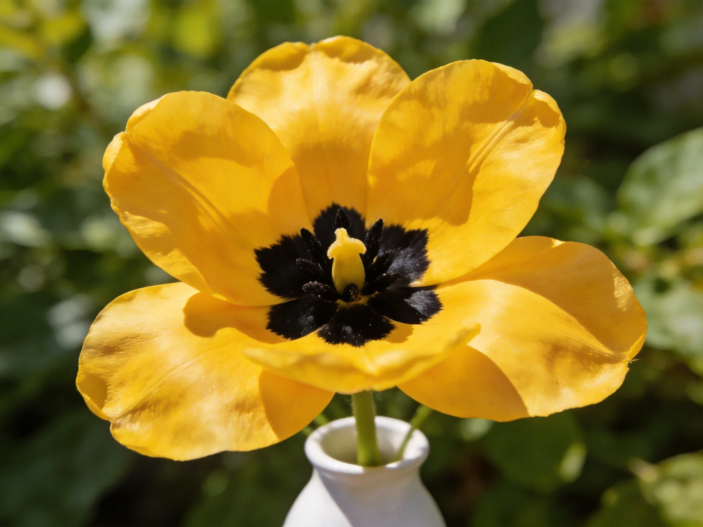 A single yellow tulip with dark center in a small white vase