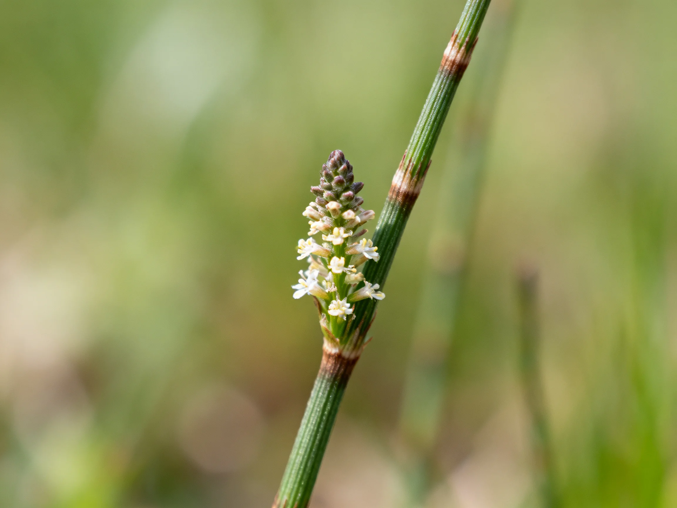 A slender green stem bears tiny white clustered blooms