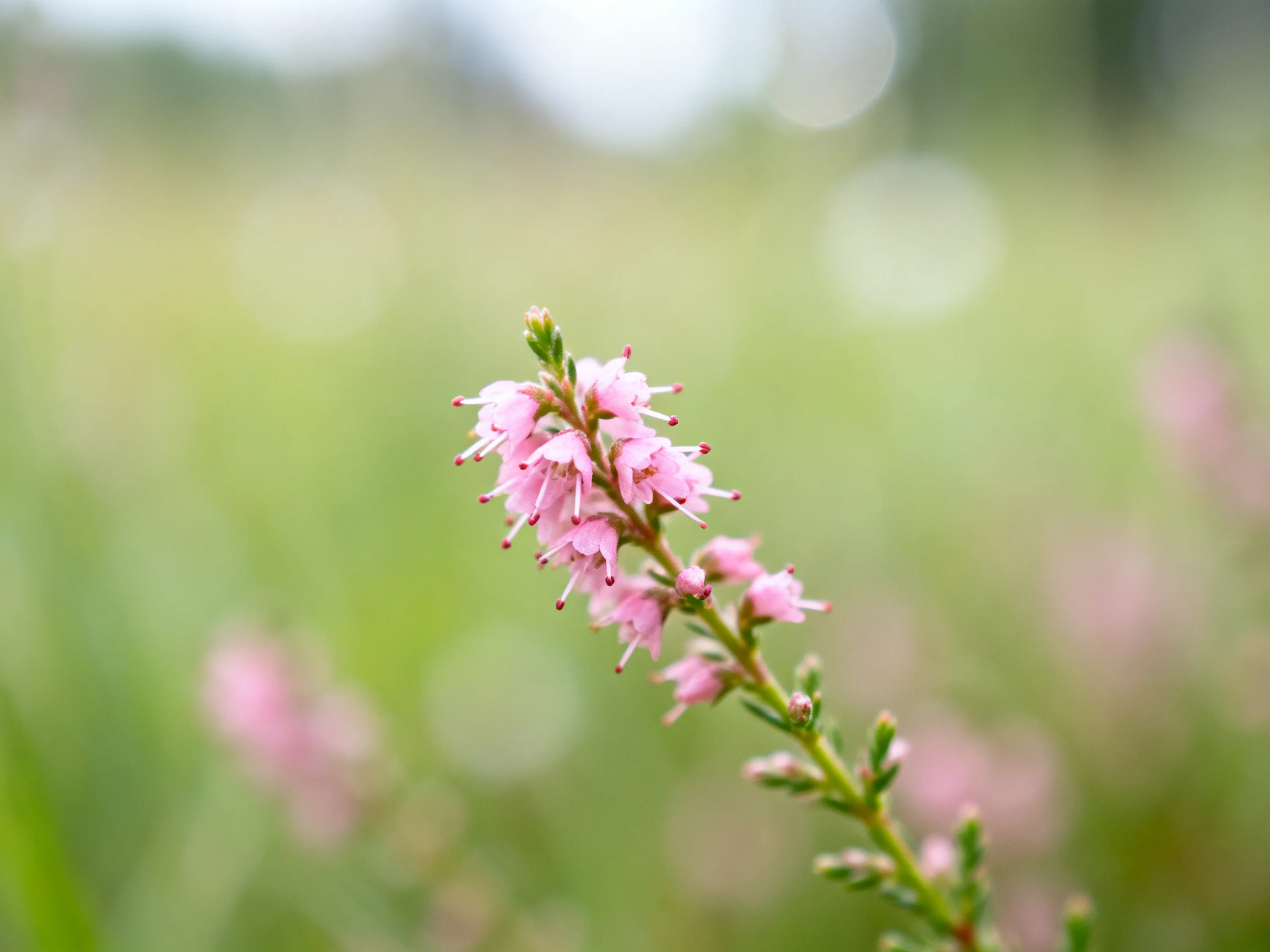 A slender stem holds clustered pink heather flowers amid green bokeh