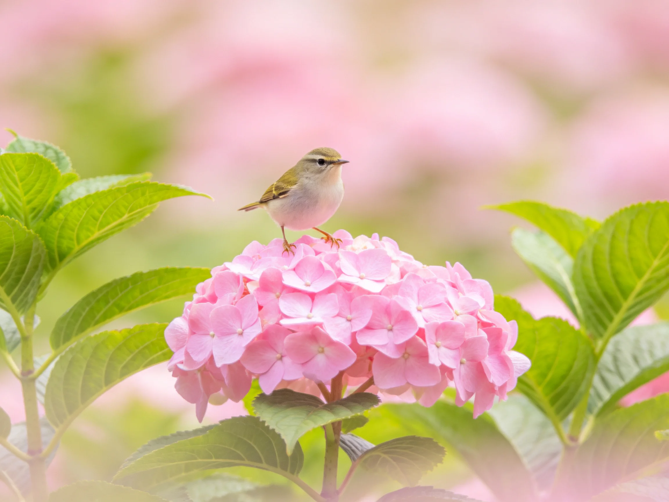 A small bird perches on vibrant pink hydrangeas with lush green foliage