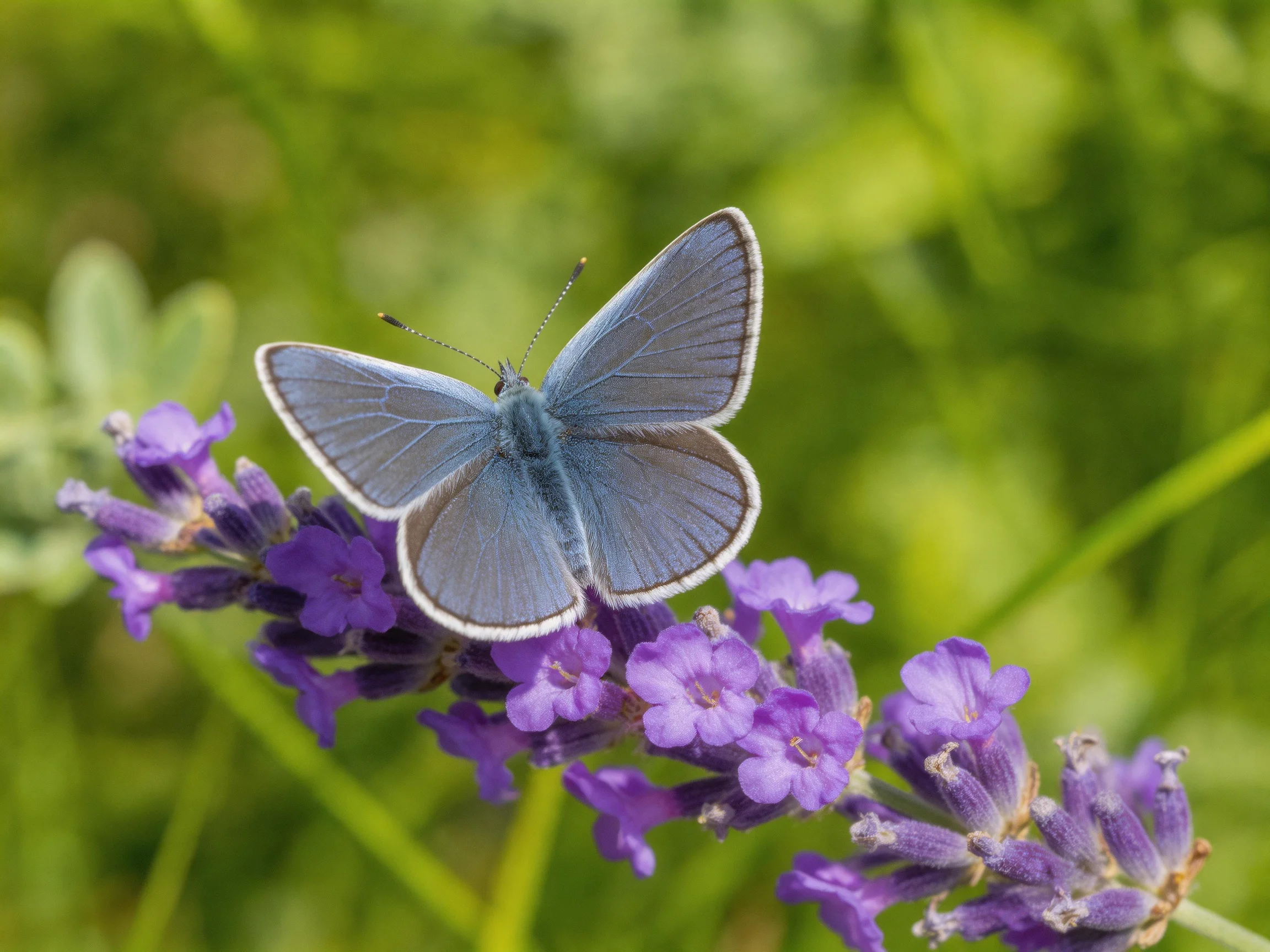 A small blue butterfly perches on vibrant purple lavender flowers