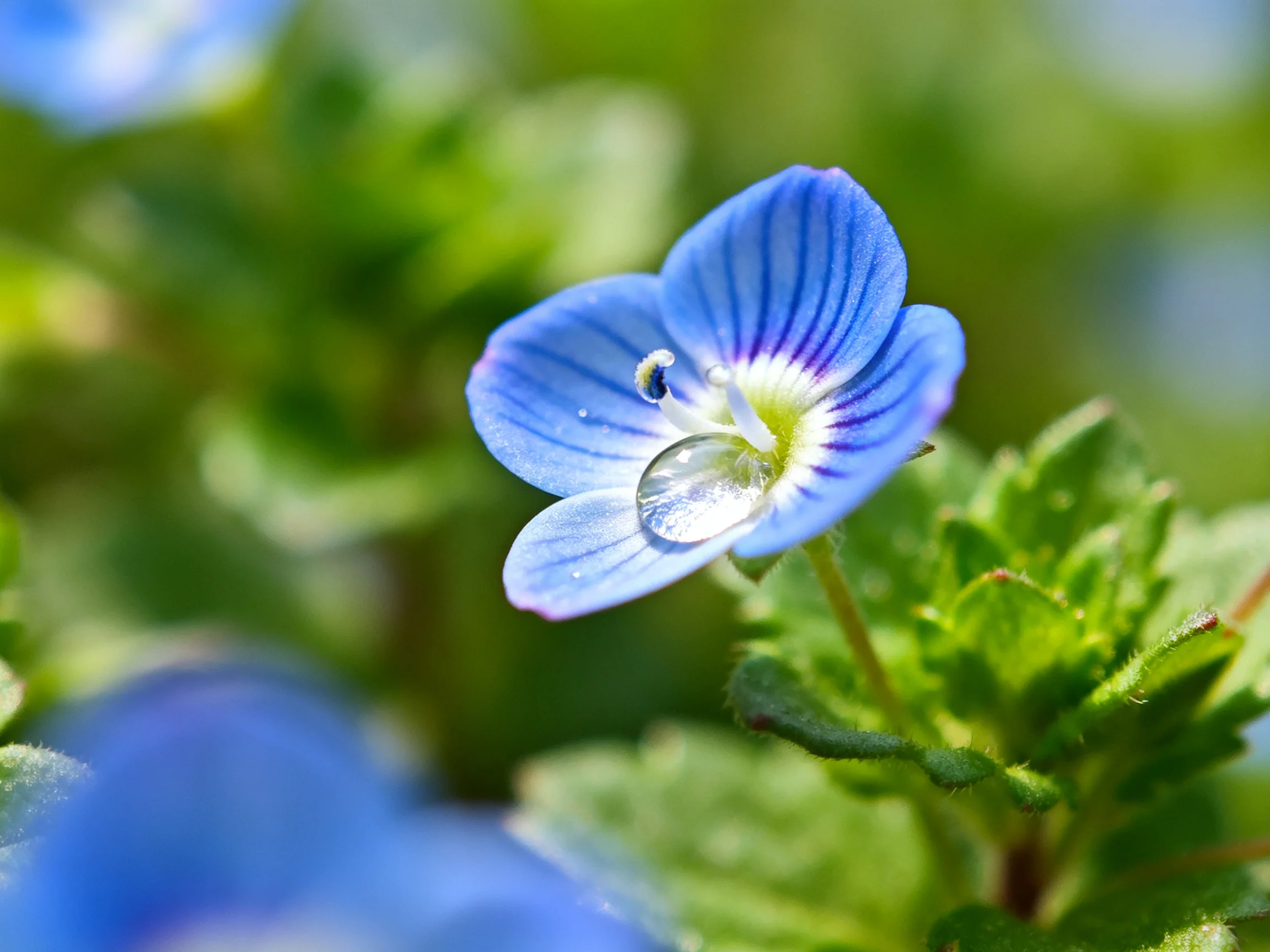 A small blue flower with a water droplet on lush green foliage
