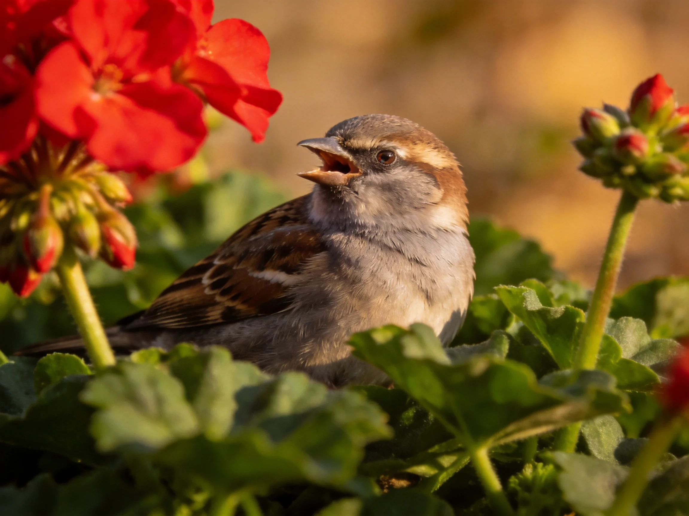 A small brown sparrow amidst vibrant red flowers and lush green foliage
