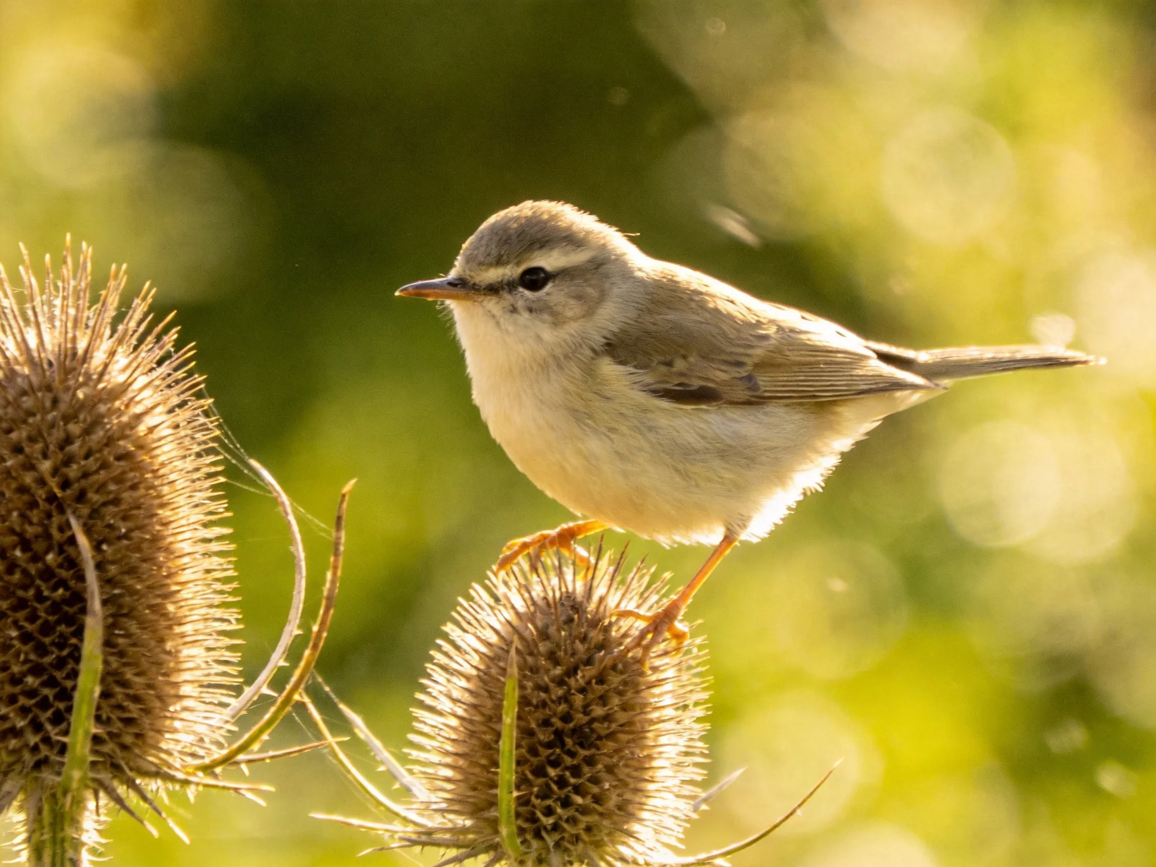 A small gray bird perches on spiky brown teasel seed heads