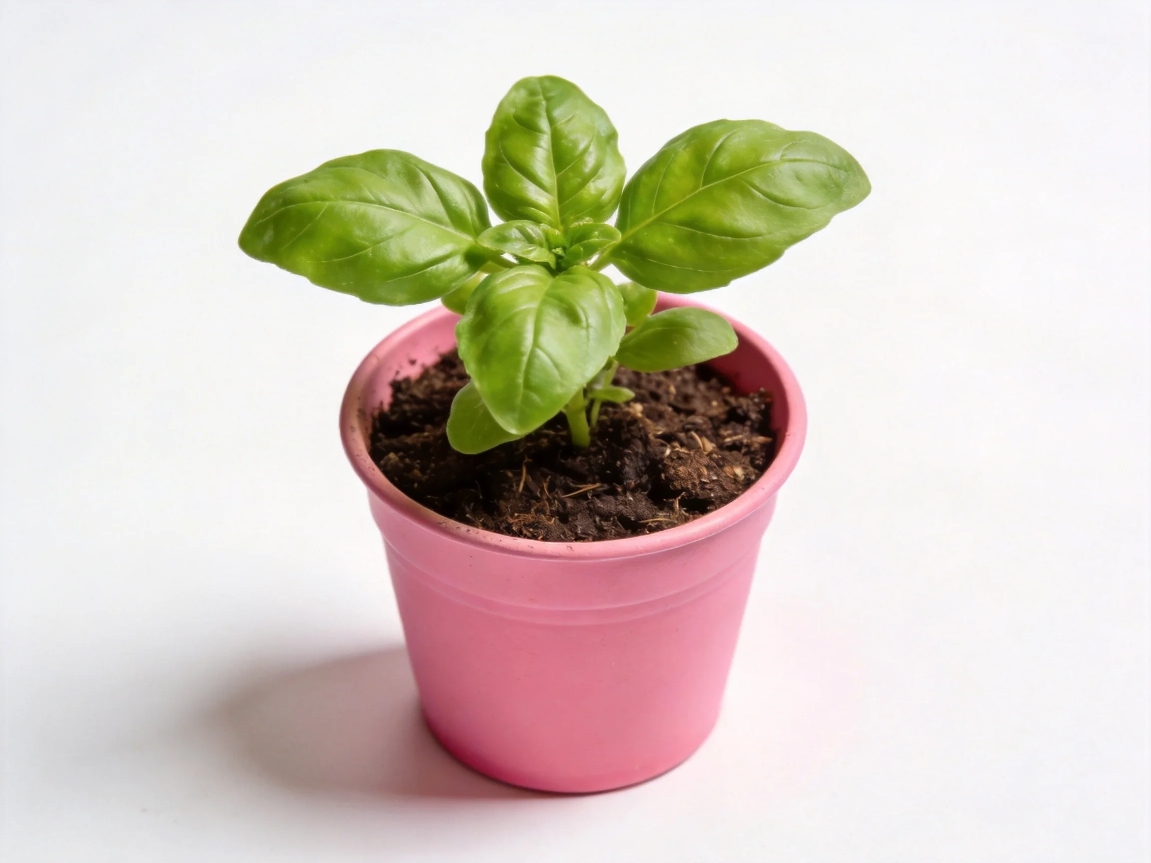 A small green basil plant in a bright pink flowerpot