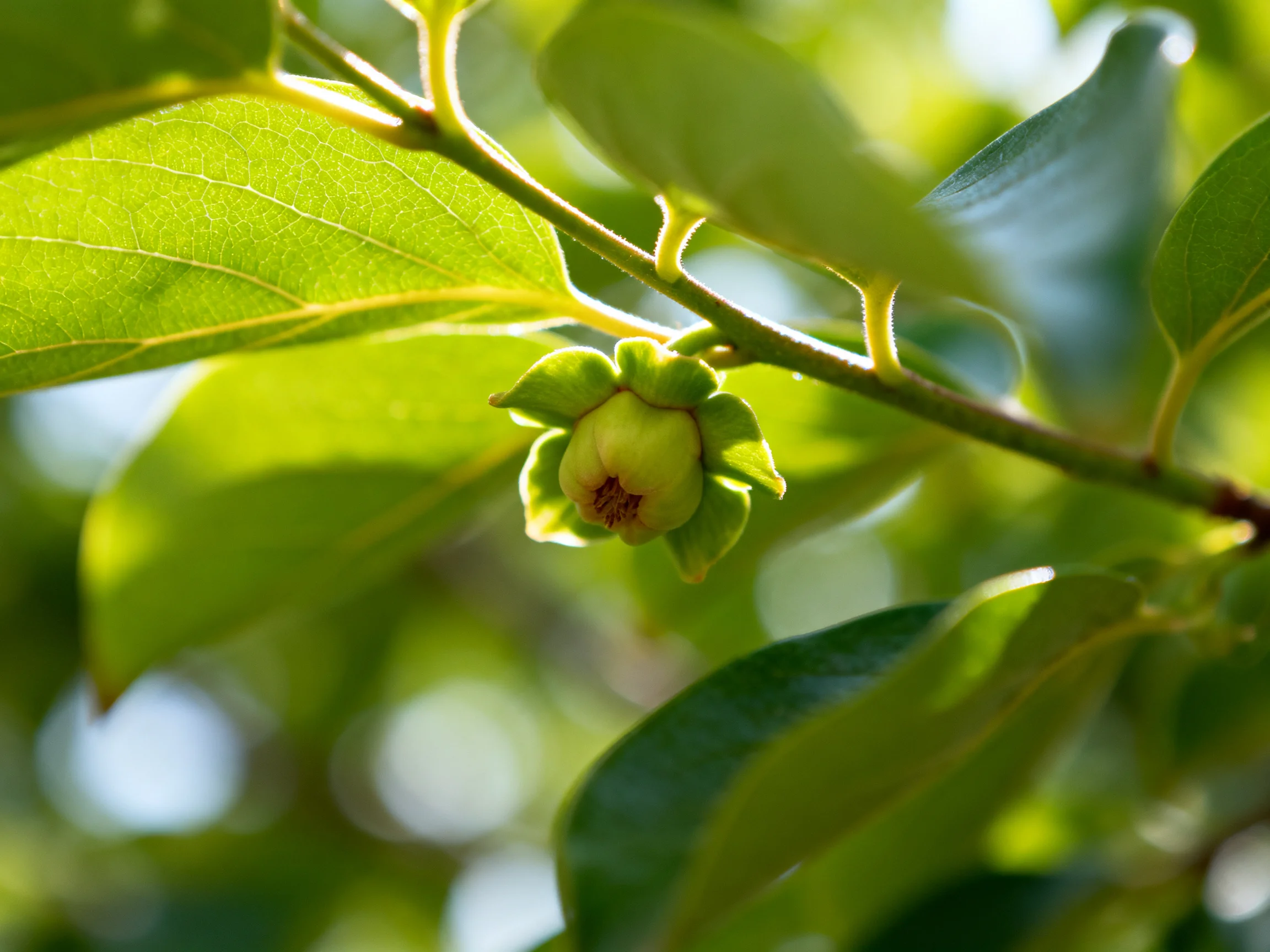 A small green flower bud among vibrant green leaves with sunlight filtering through