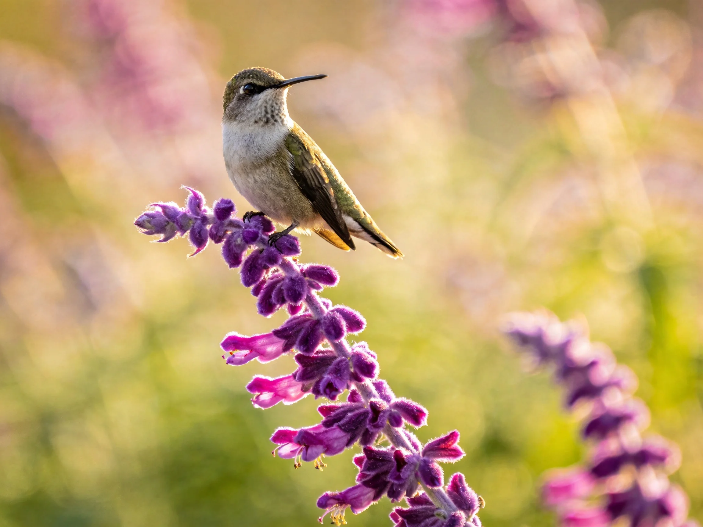 A small hummingbird perches on vibrant purple flowering stems