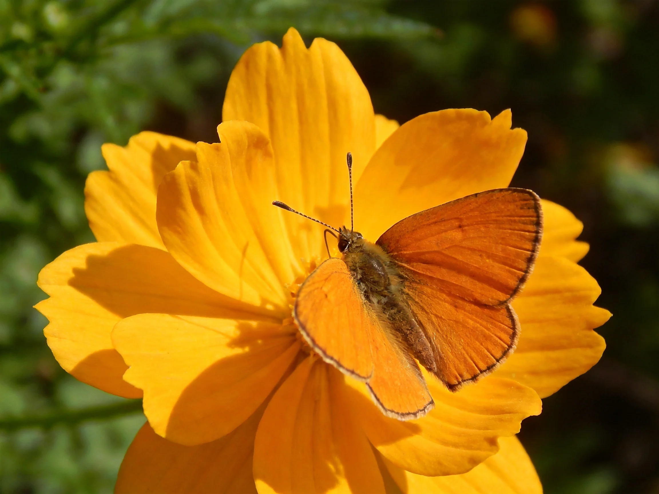 A small orange butterfly perches on a vibrant yellow flower