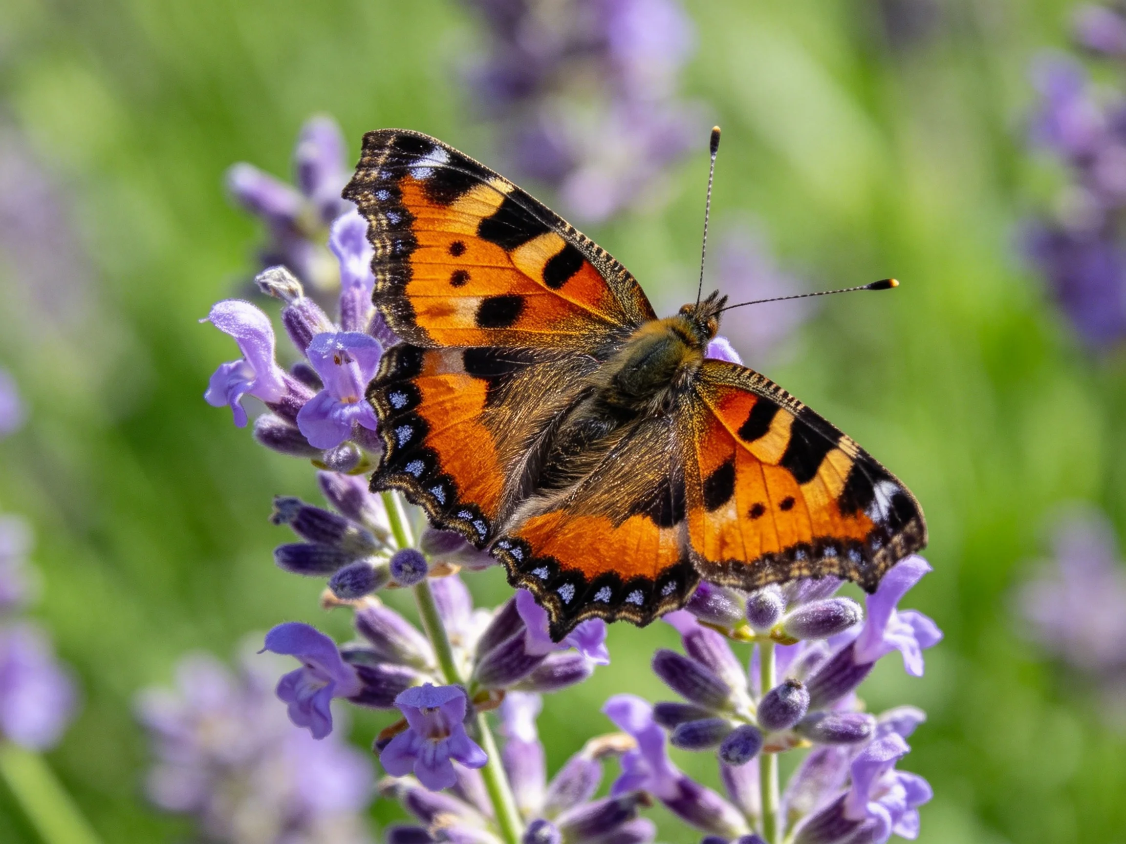 A small tortoiseshell butterfly rests on purple lavender blooms