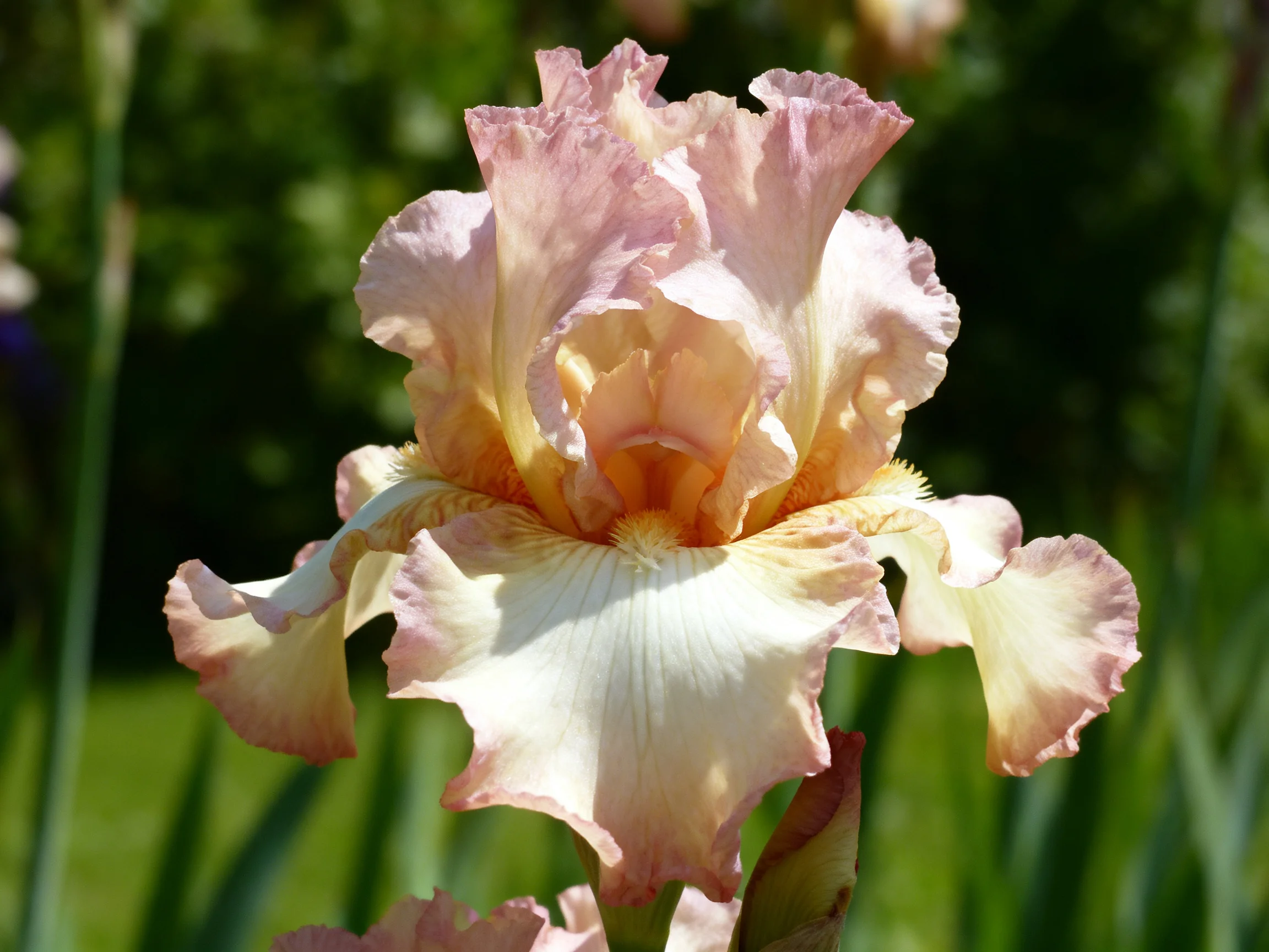 A soft pink and cream iris blooms vibrantly among lush green foliage