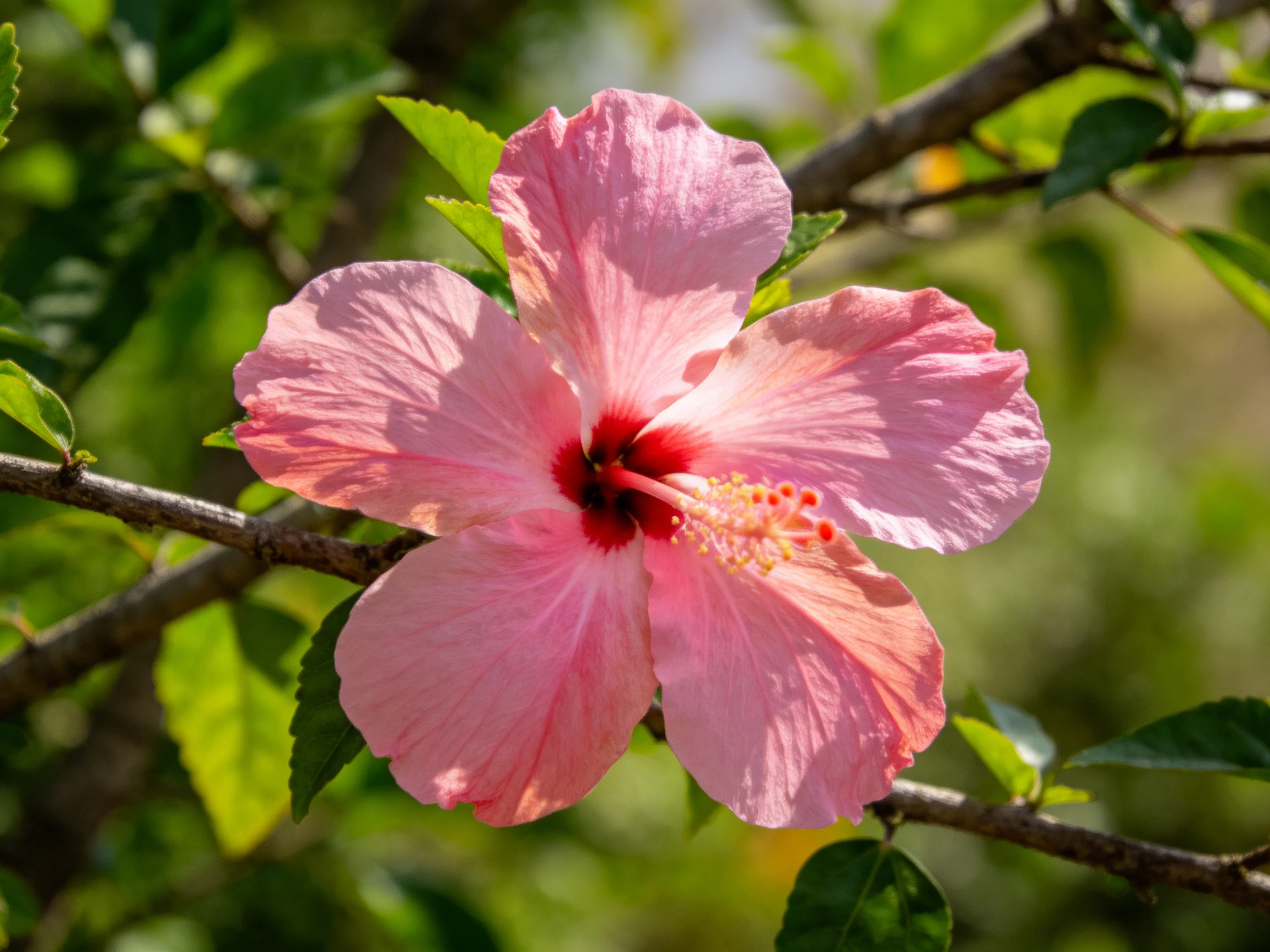 A soft pink hibiscus blooms amid green foliage