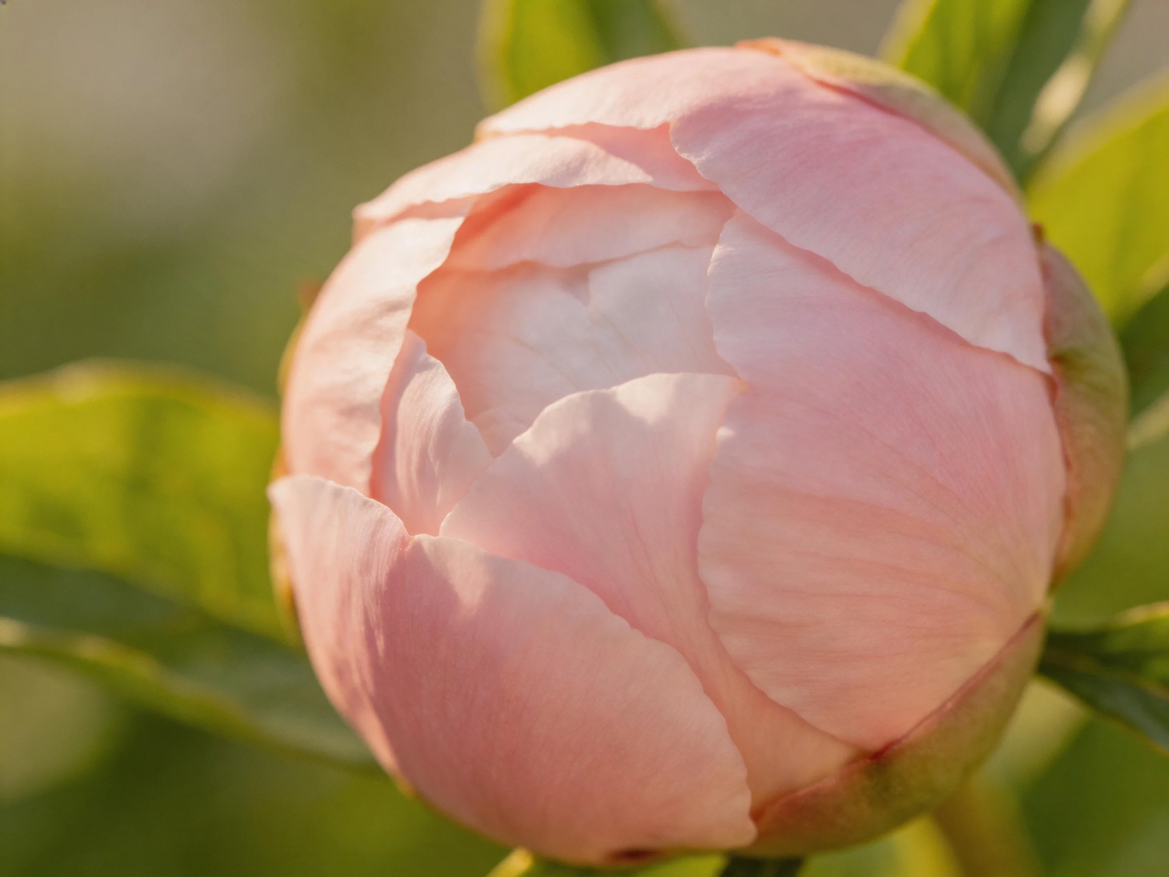 A soft pink peony bud nestled among vibrant green leaves