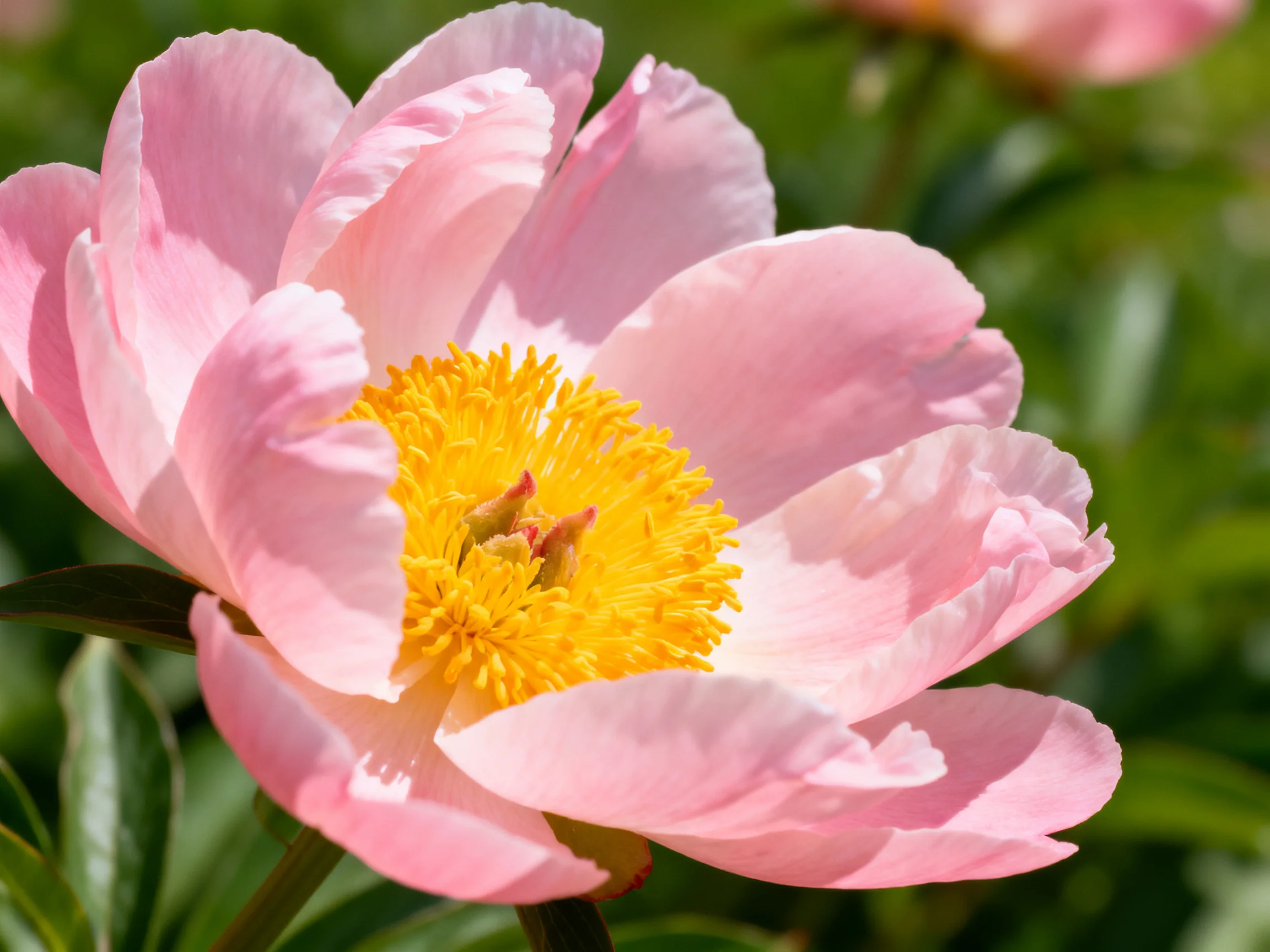A soft pink peony with vibrant yellow center