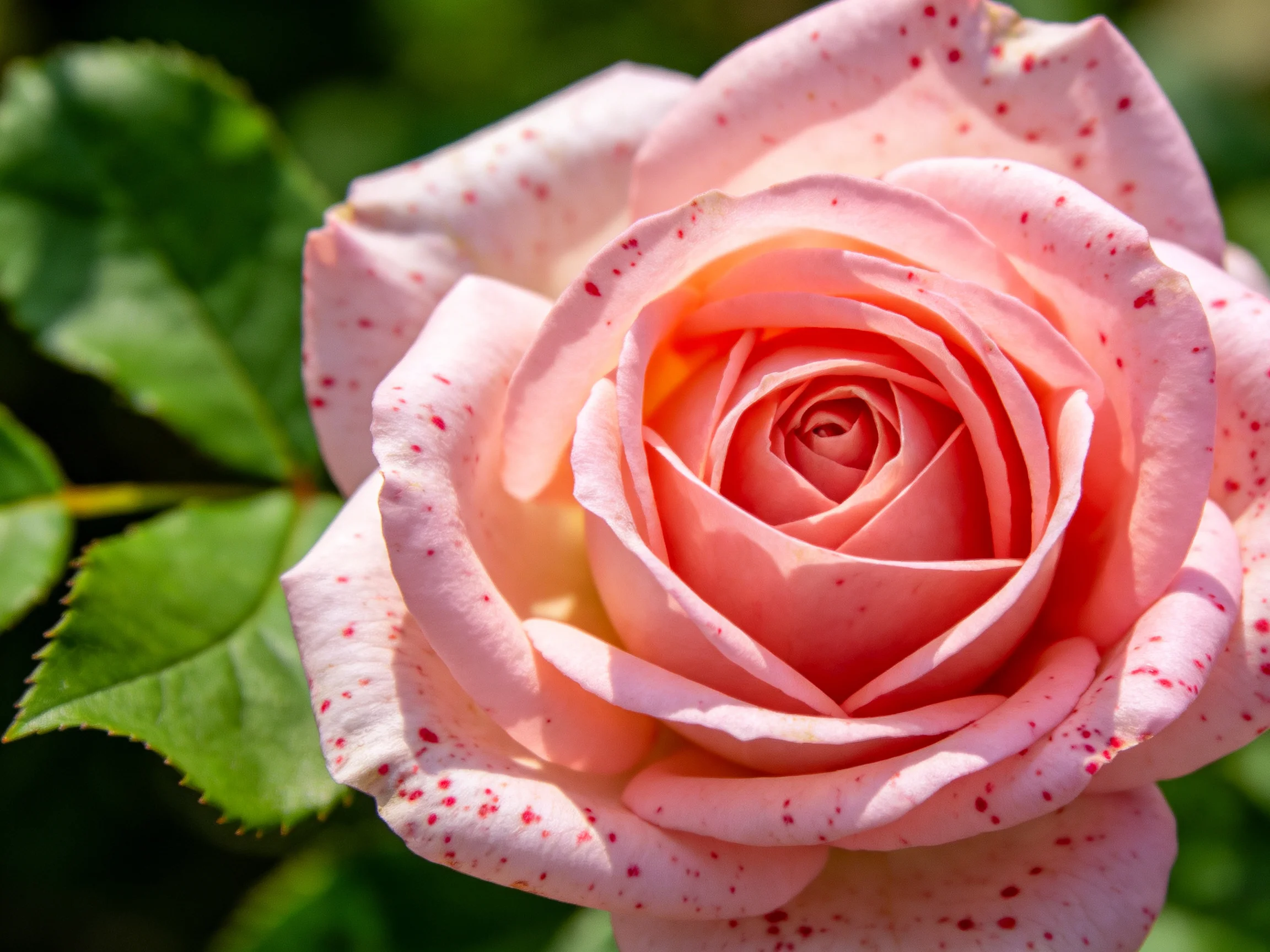 A soft pink rose with red speckles near green leaves