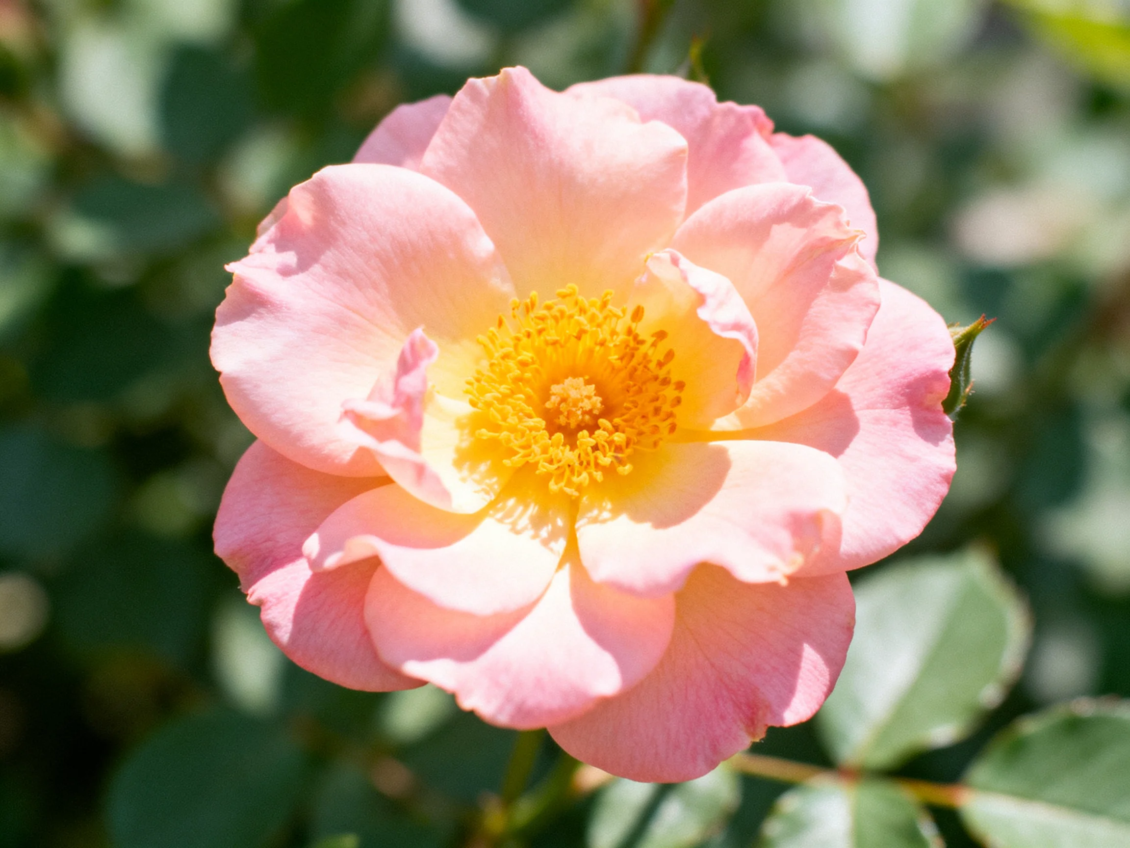 A soft pink rose with vibrant yellow center blooms among green foliage