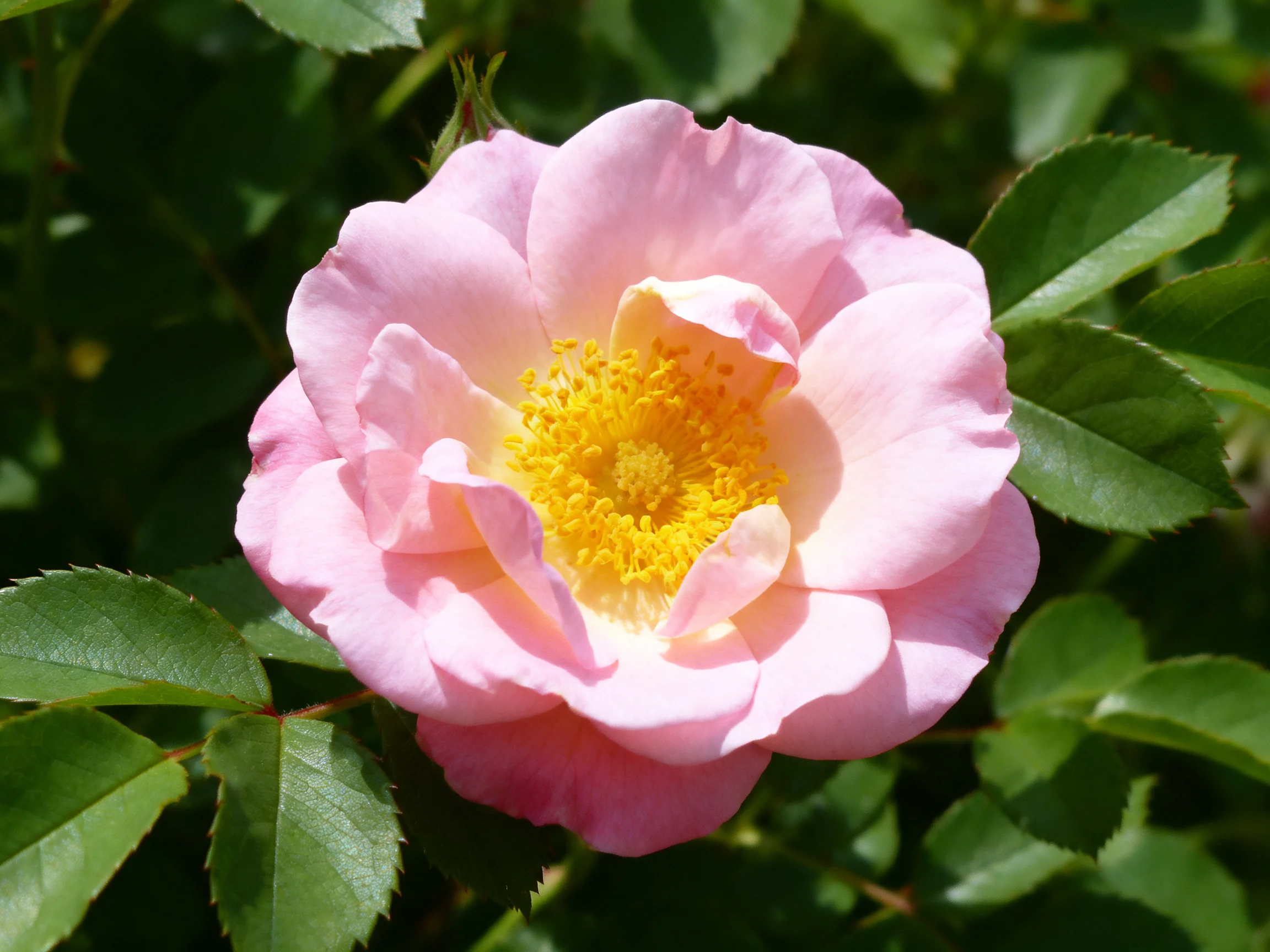 A soft pink rose with vibrant yellow center surrounded by dark green leaves